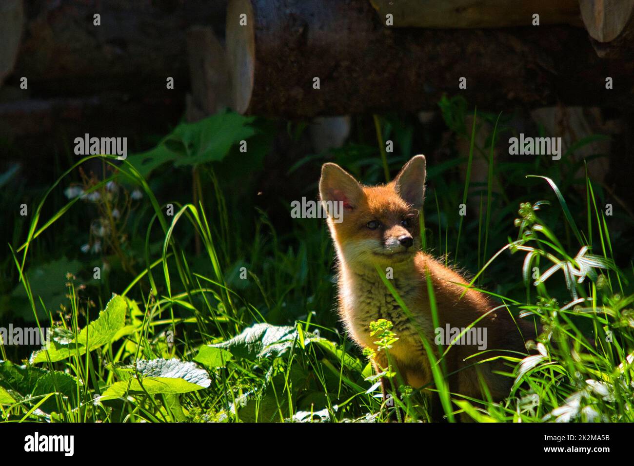 Kleiner Fuchs kommt aus seinem Versteck Stock Photo
