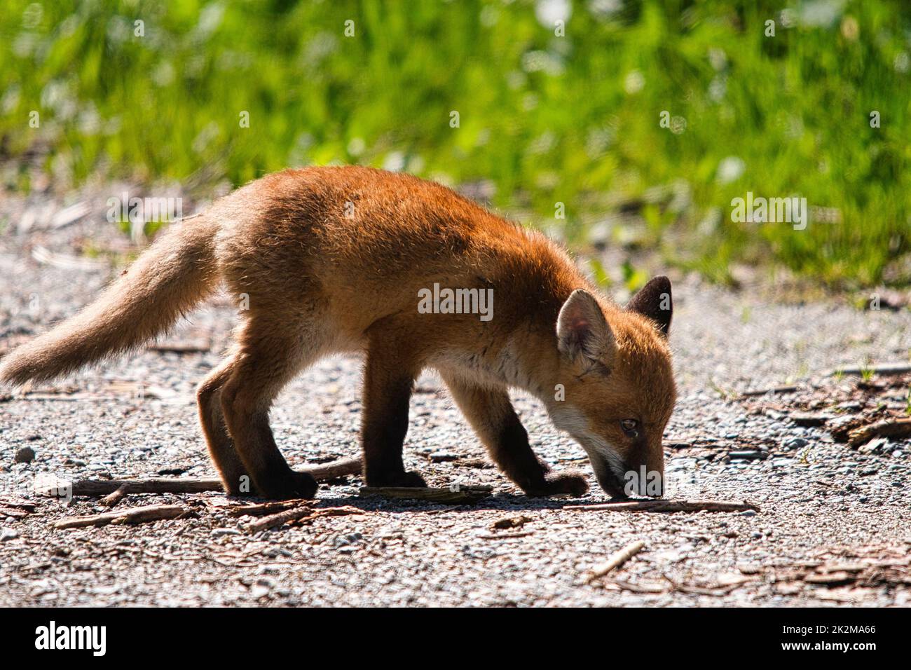 Kleiner Fuchs auf Nahrungssuche Stock Photo