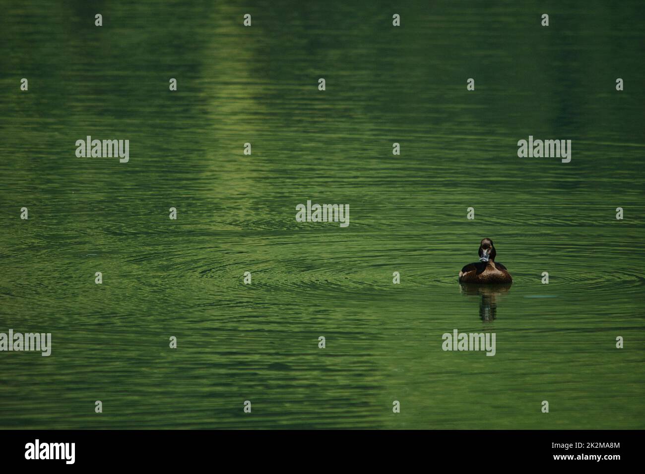 Minimalistisches Bild einer einsamen Ente im See Stock Photo