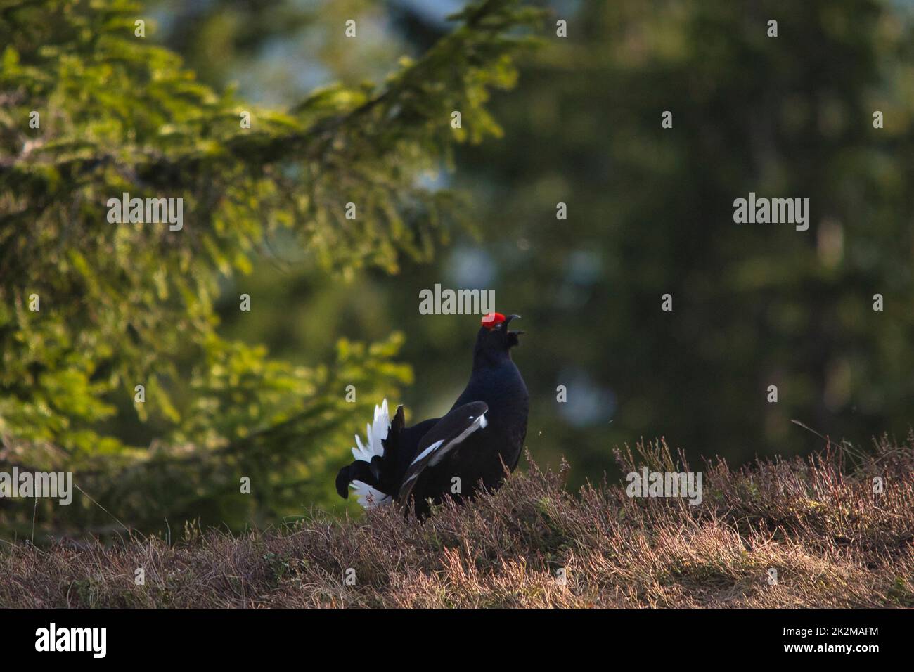 Ein Birkhahn auf der Suche nach einer Henne. Es ist Balzzeit. Stock Photo