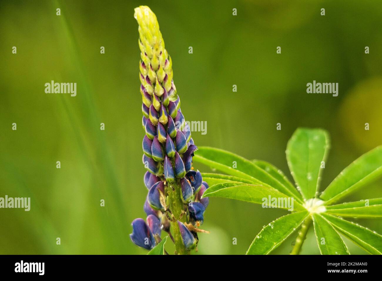 Lupine mit Morgentau Stock Photo