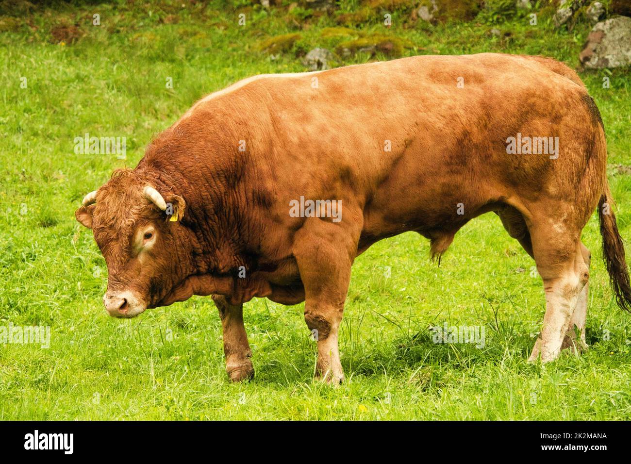 Bulliger Stier auf der Weide Stock Photo