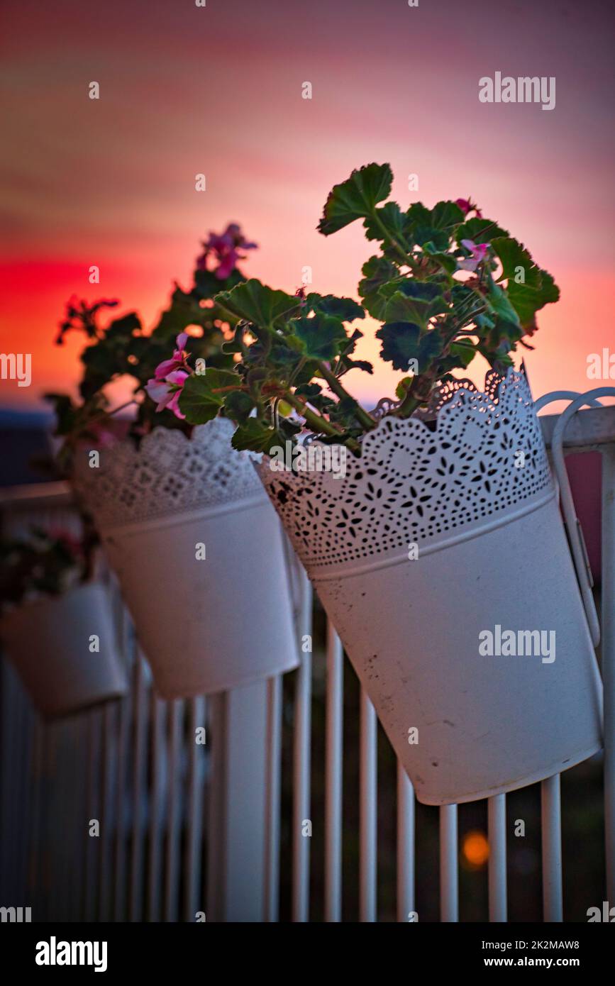 Balkonblumen im Abendrot Stock Photo