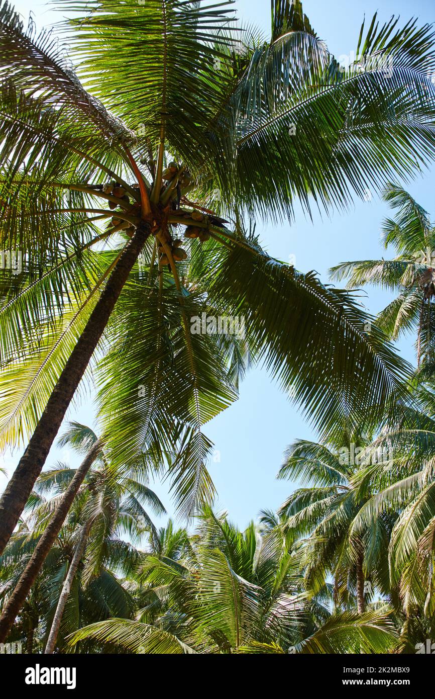 Step into your tropical dream. Vibrant image of a lush palm tree with a