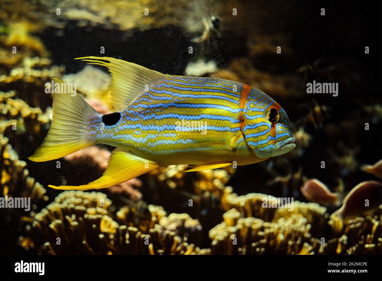 Sailfin snapper Symphorichthys spilurus blue-lined sea bream fish underwater in sea Stock Photo