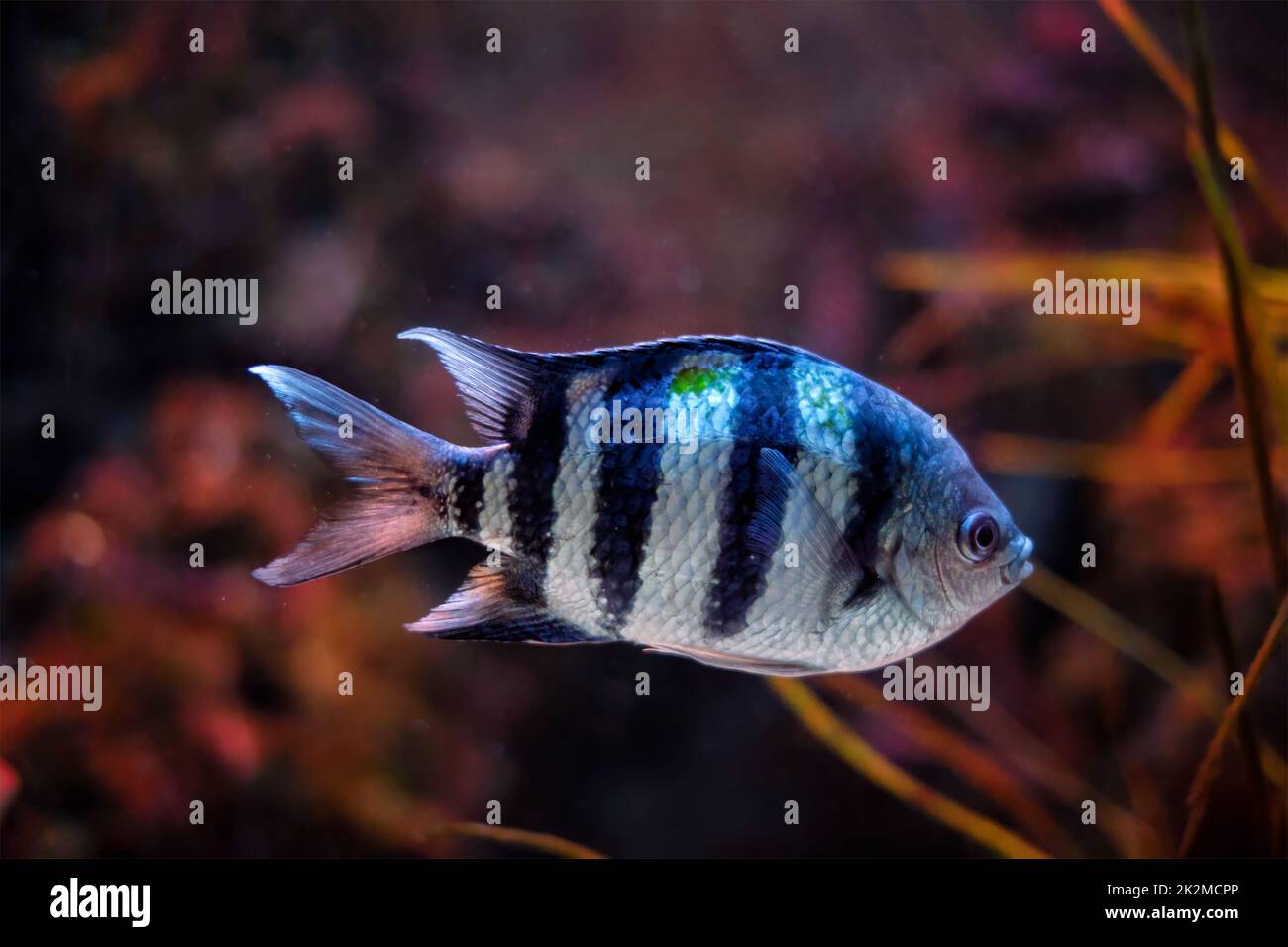 Indo-Pacific sergeant Abudefduf vaigiensis fish Stock Photo