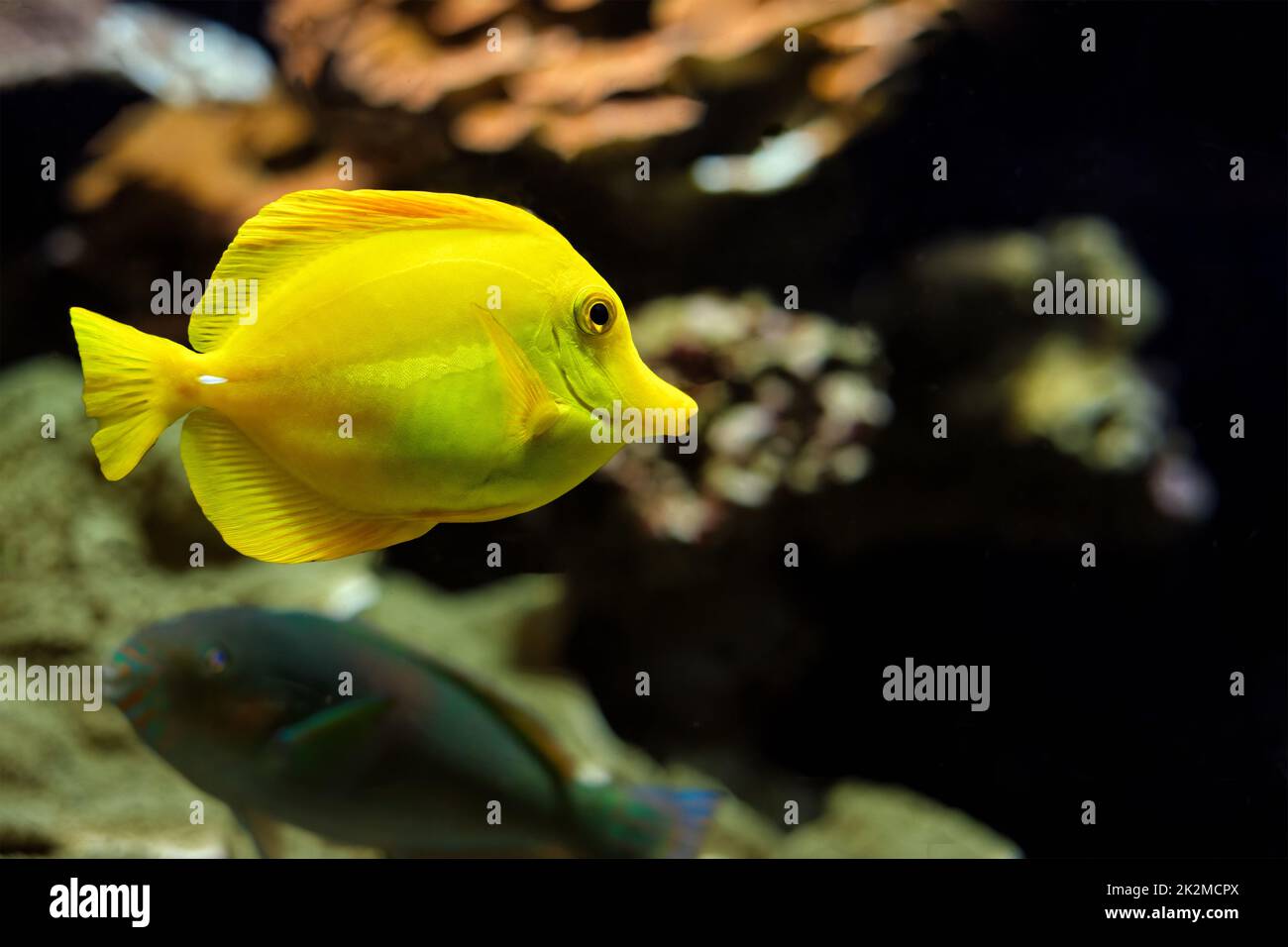 Yellow tang Zebrasoma flavescens fish underwater in sea Stock Photo