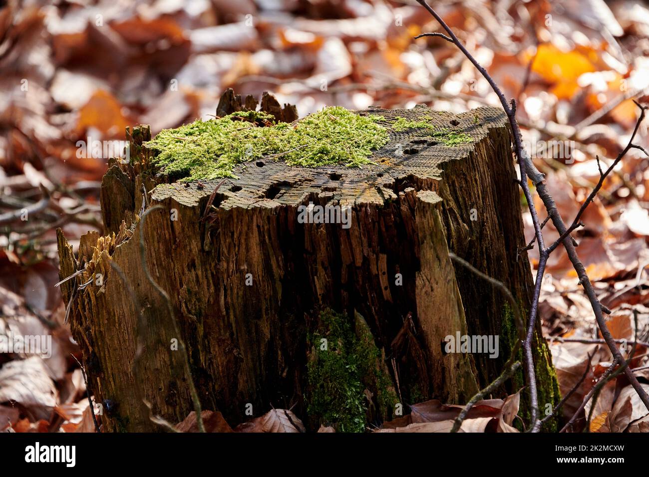 Parts Of Tree With Mosses In Forest Stock Photo Alamy