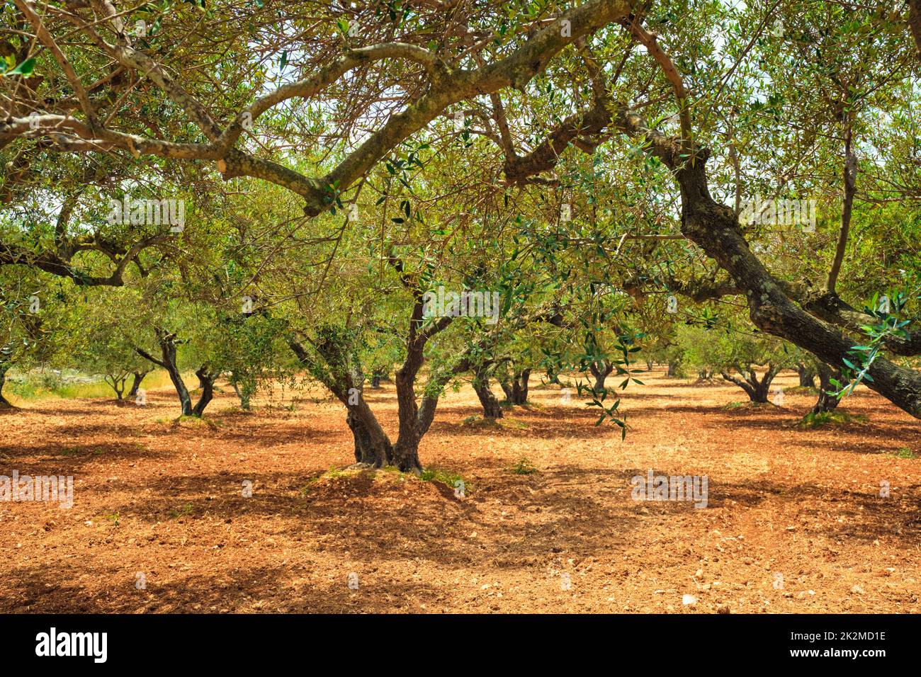 Olive trees Olea europaea in Crete, Greece for olive oil production