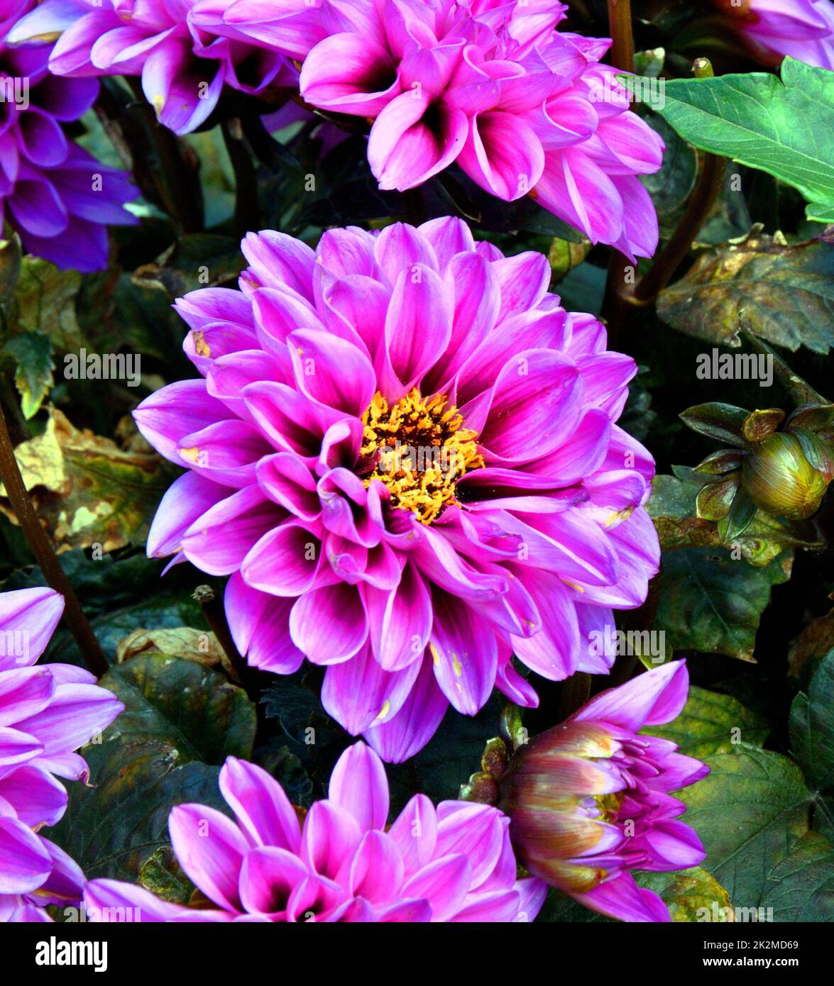 Dahlia flower (Latin Dahlia Stock Photo Alamy