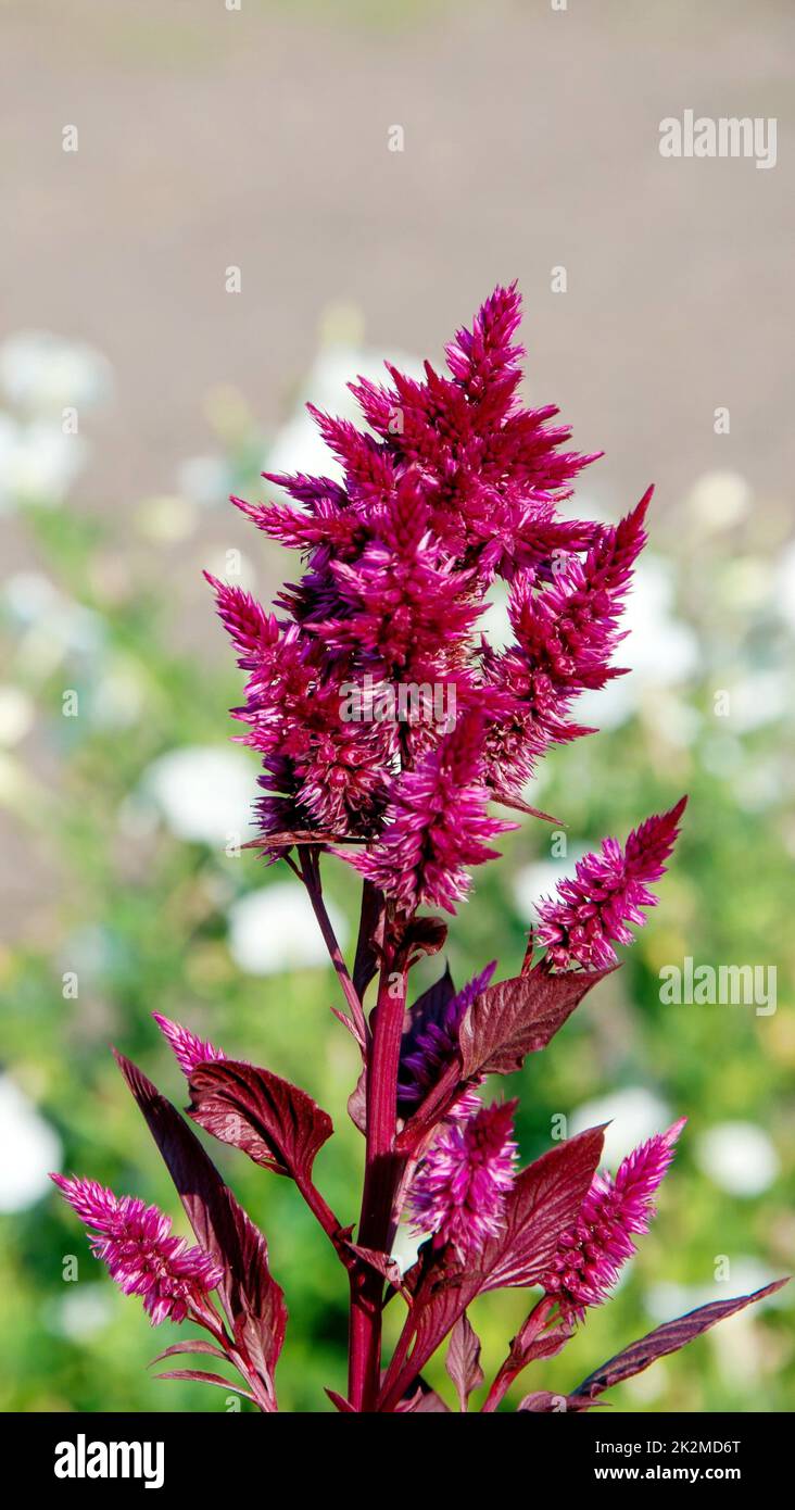 Amaranth or schiritsa (Latin Amaranthus) Stock Photo