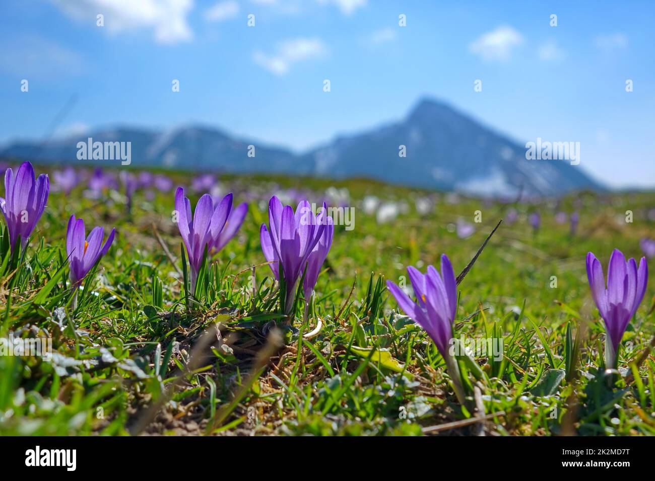 Bavaria, Upper Bavaria, Bavarian Prealps, flowers, crocuses, spring Stock Photo