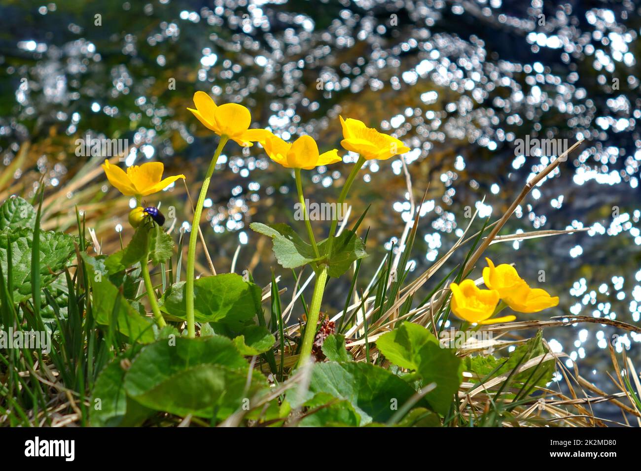 Bavaria, Upper Bavaria, Bavarian Prealps, flowers, marsh marigolds, spring Stock Photo