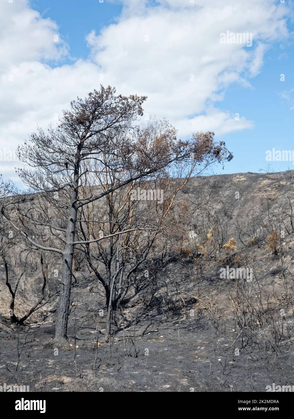 Heathland bushes and trees badly burnt by a major fire, likely started by a disposable barbecue, Studland Heath, Isle of Purbeck, August 2022. Stock Photo