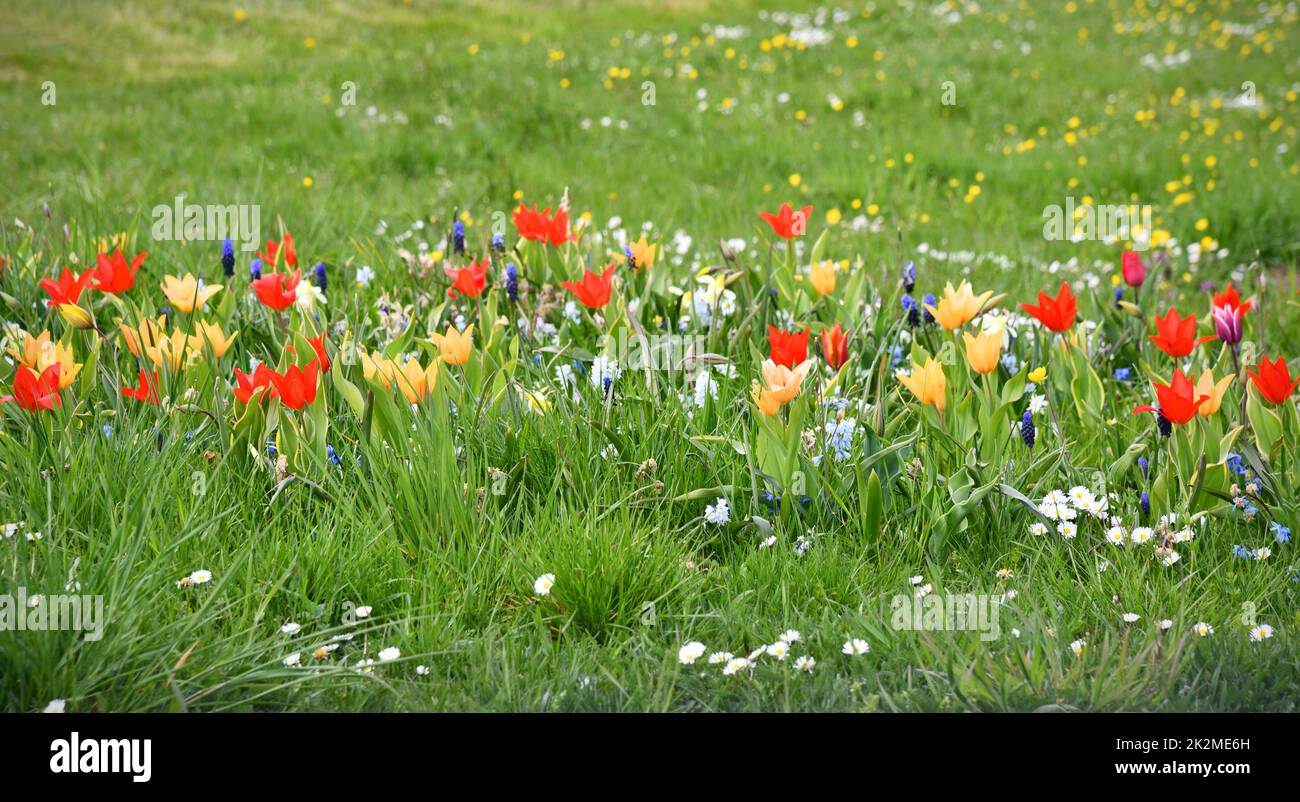 Mowing meadow wildflowers hi-res stock photography and images - Alamy