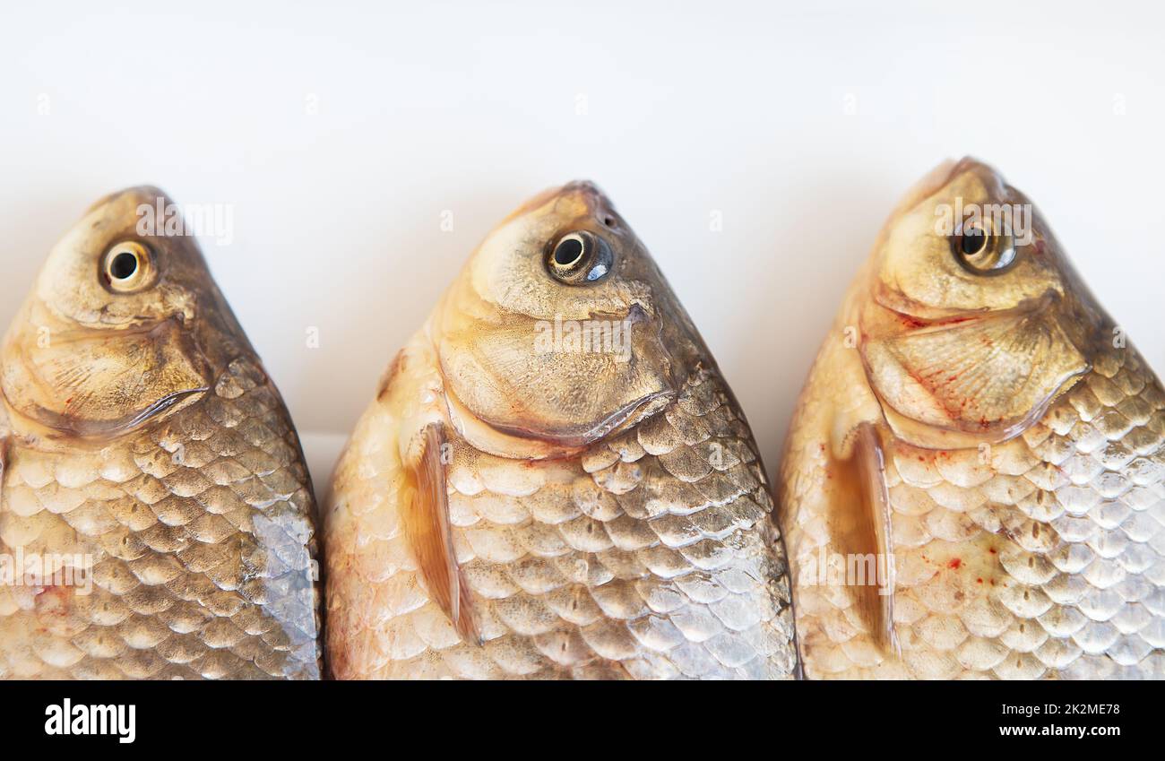 Freshly caught crucian fish lies on a white stand. View from above. Stock Photo