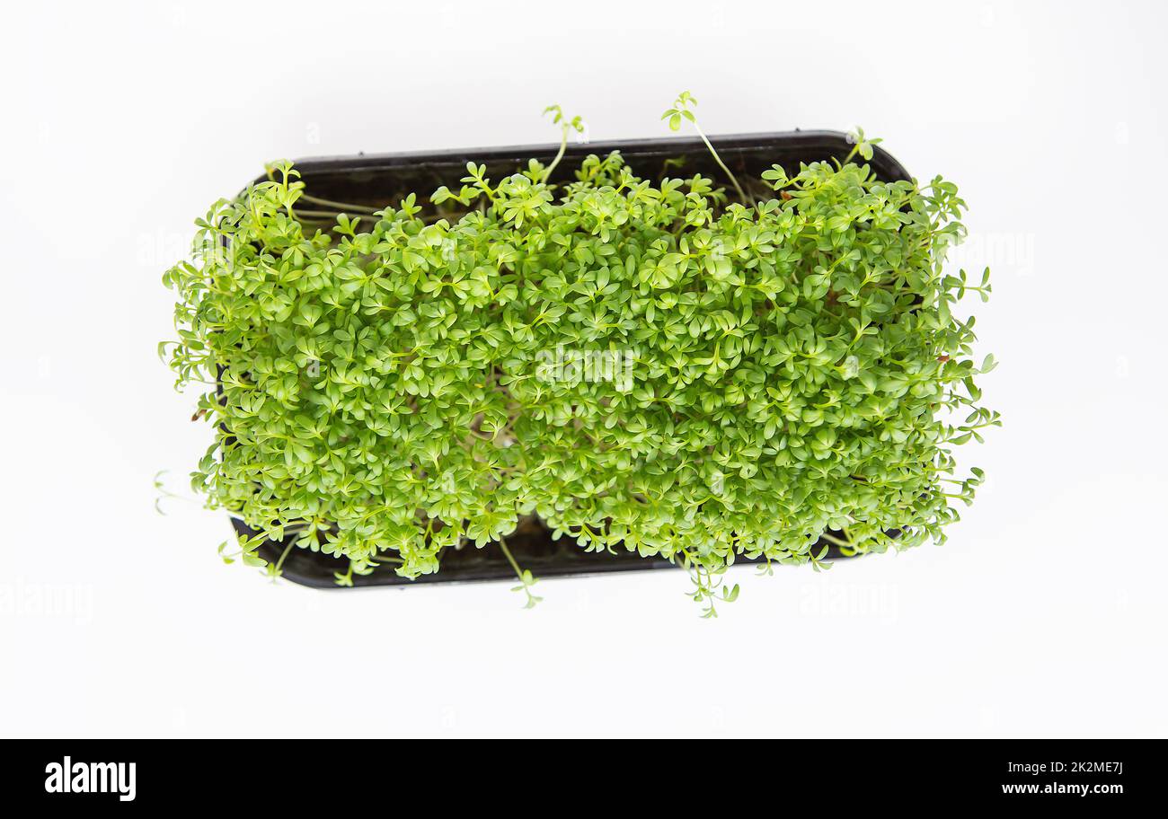 Selective focus, top view. Beautiful green microgreen leaves. Germination of microgreen seeds at home. Vegan and healthy food concept. Stock Photo