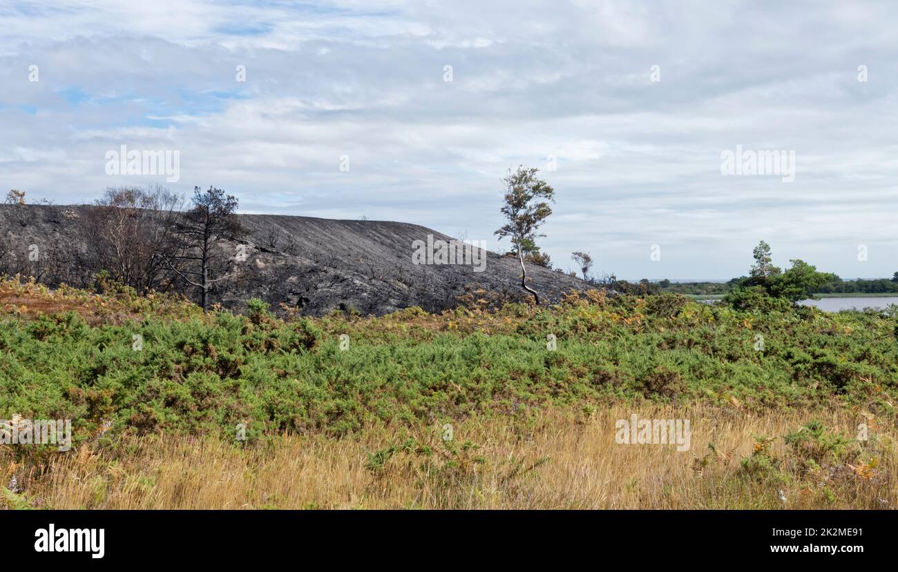 Heathland bordering Little Sea lagoon partially burnt by a fire, likely started by a disposable barbecue, Studland Heath, Isle of Purbeck, August 2022. Stock Photo