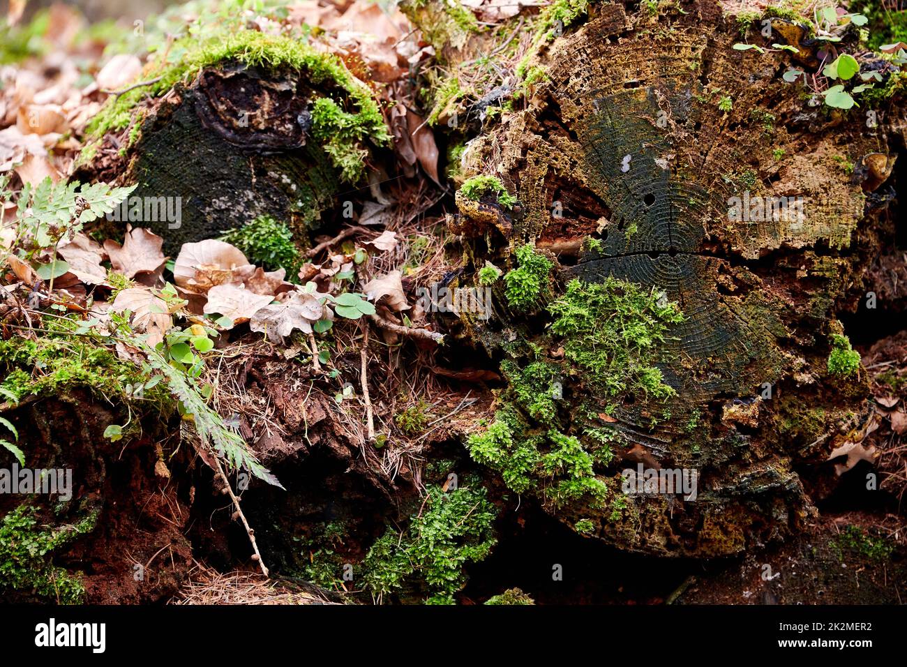 Parts of tree with mosses in forest Stock Photo