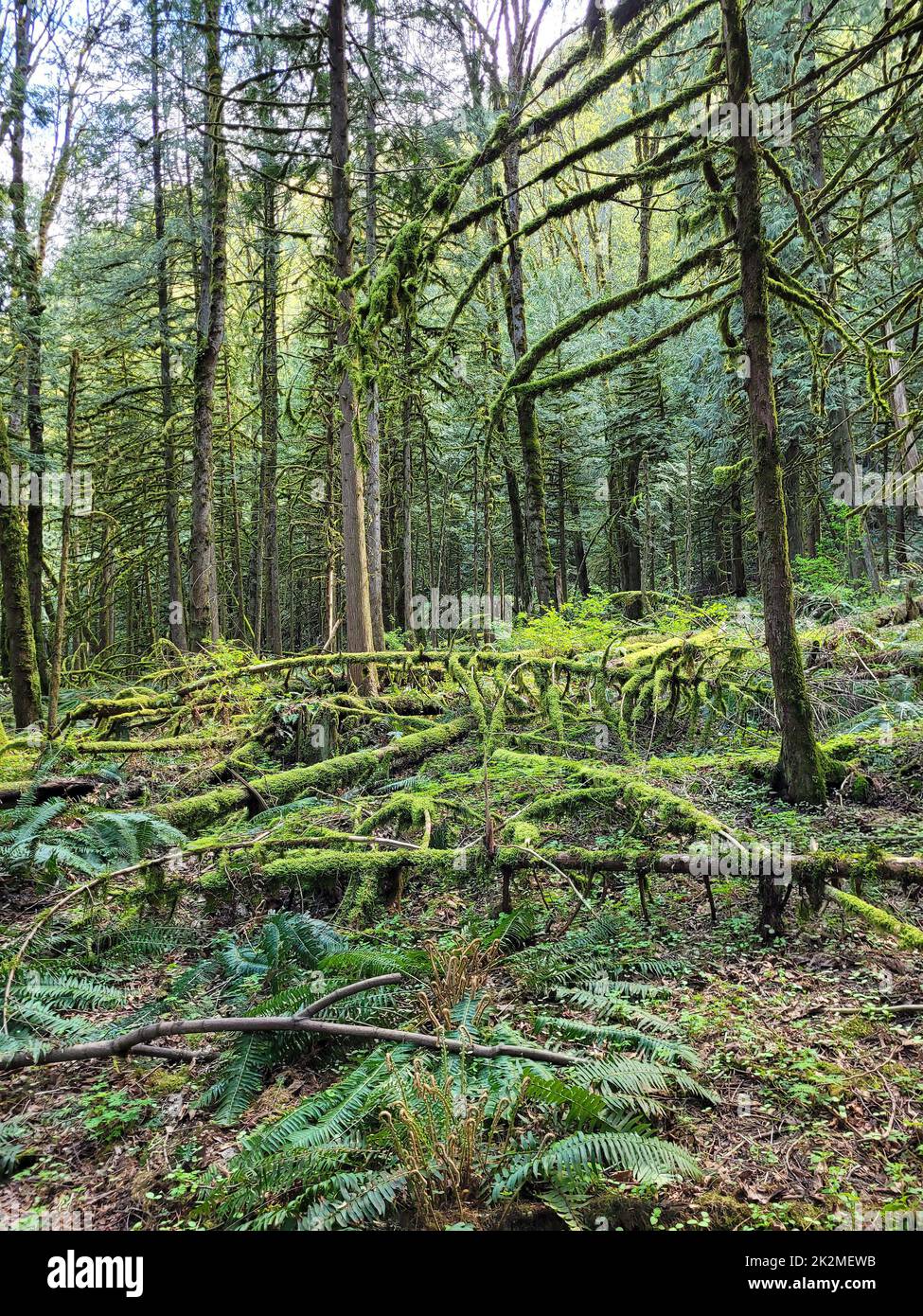 Green rainforest hi-res stock photography and images - Alamy