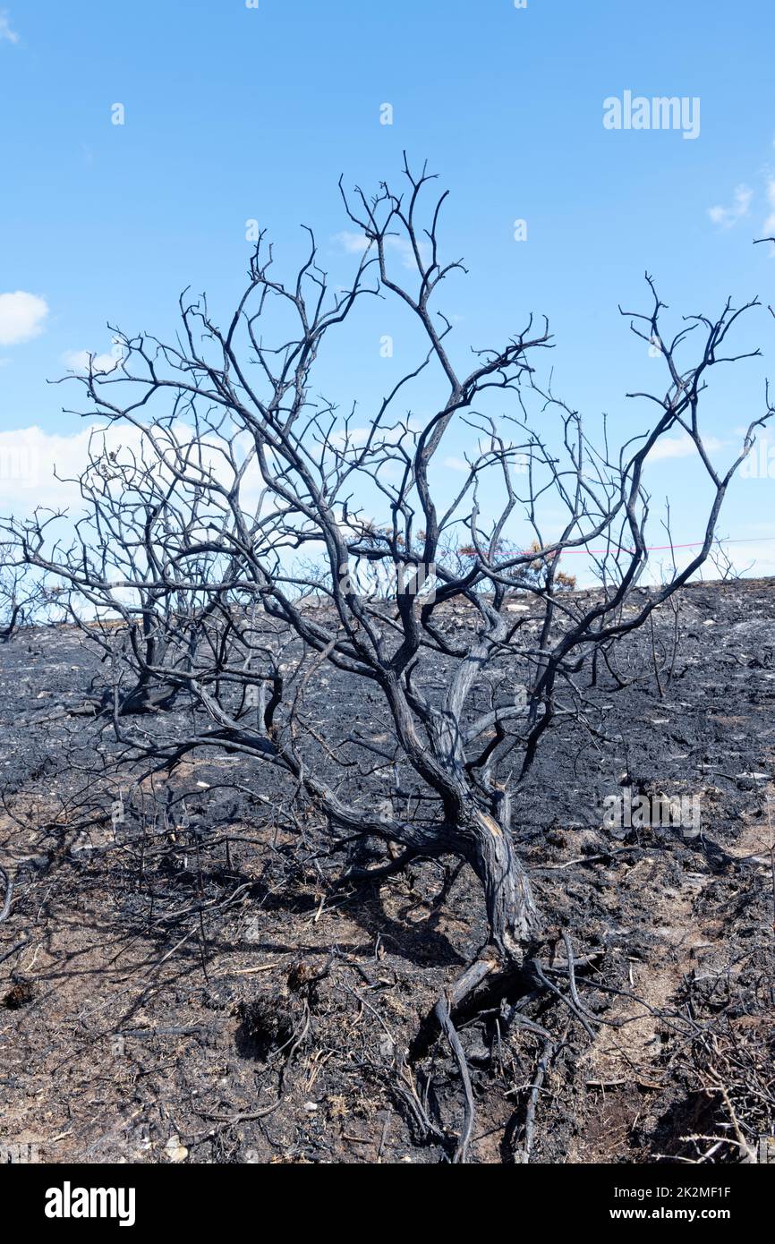 5 hectare patch of heathland badly burnt by a major fire, likely started by a disposable barbecue, Studland Heath, Isle of Purbeck, August 2022. Stock Photo