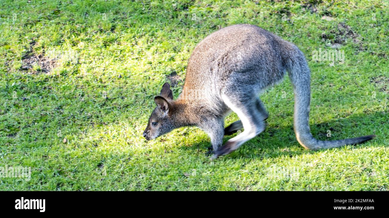 A kangaroo, red-necked wallaby (Notamacropus rufogriseus) jumping on a green meadow Stock Photo