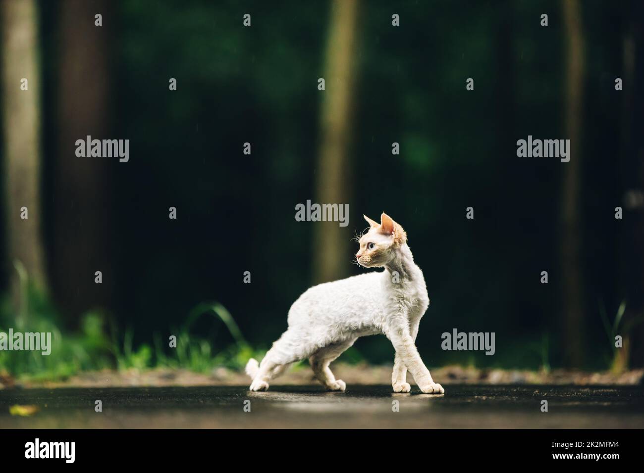 Amazing Happy Pets. Devon Rex Cat With White Fur Color On Walkway Under Rain. Beautiful Playful Curious Funny Cute Devon Rex Cat Walking Looking Back Stock Photo