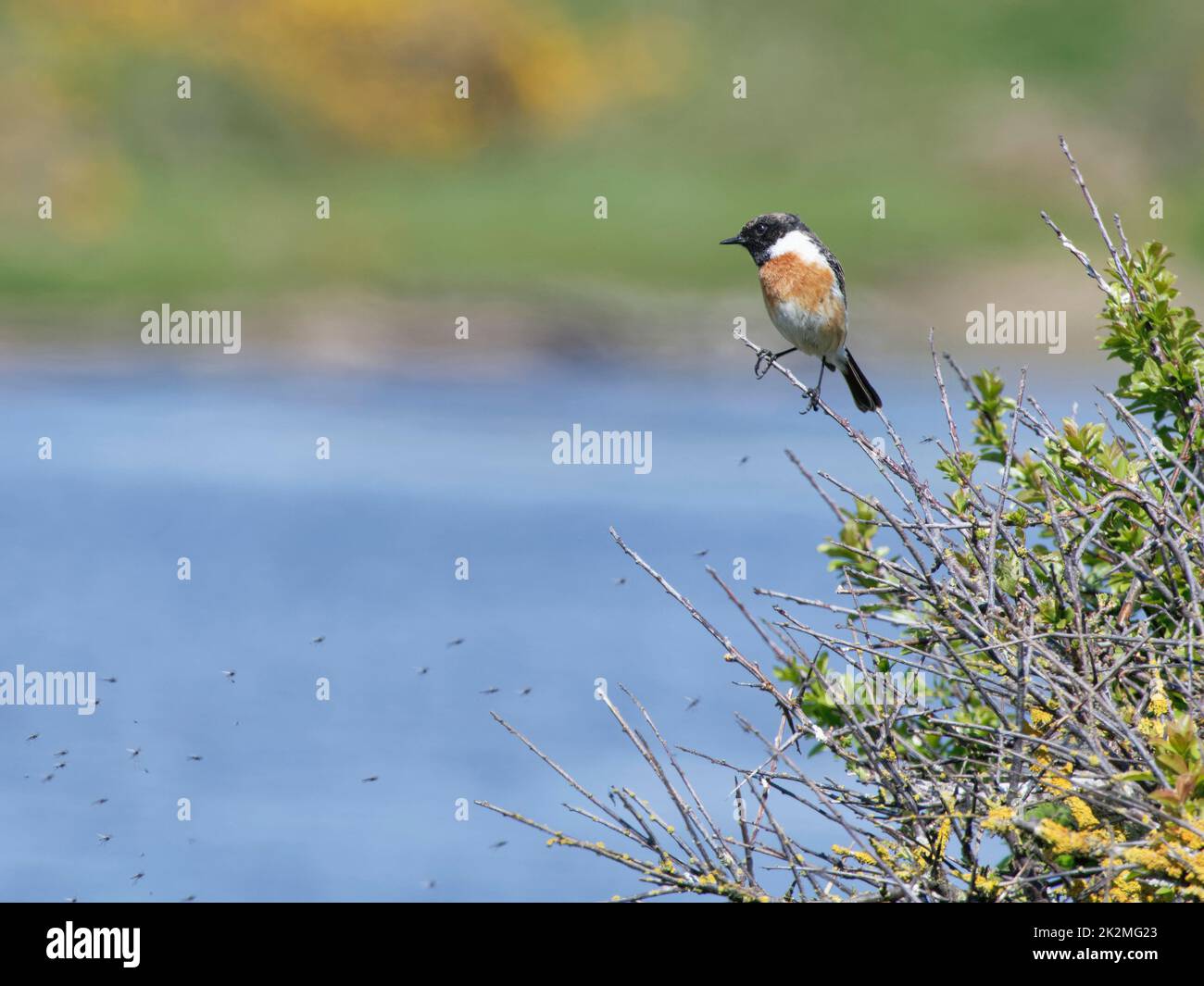 Stonechat (Saxicola torquata) male perched on a bush hunting for flies dancing over a coastal lagoon, Keyhaven and Lymington Marshes, April. Stock Photo