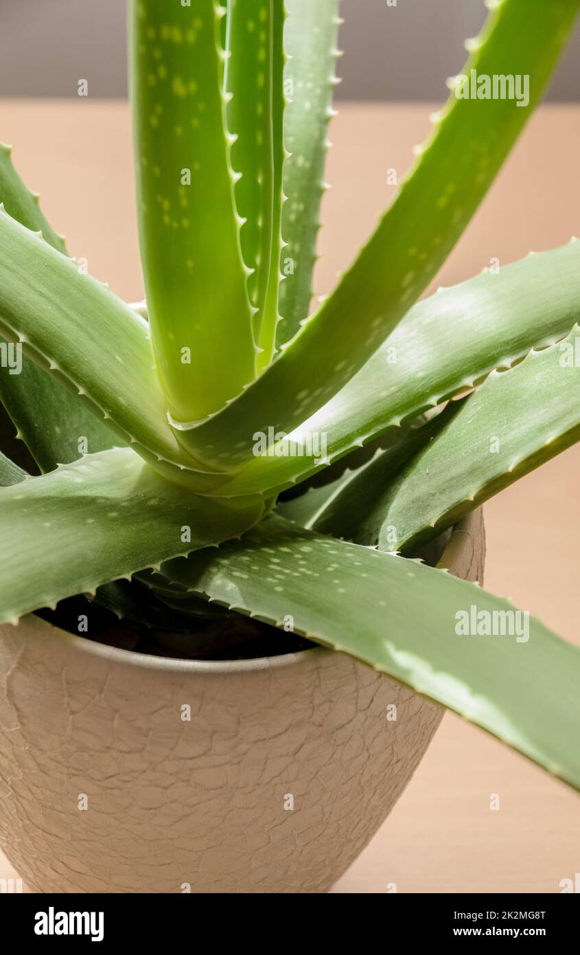 Aloe vera, green tropical potted plant on wooden desk, indoors Stock Photo