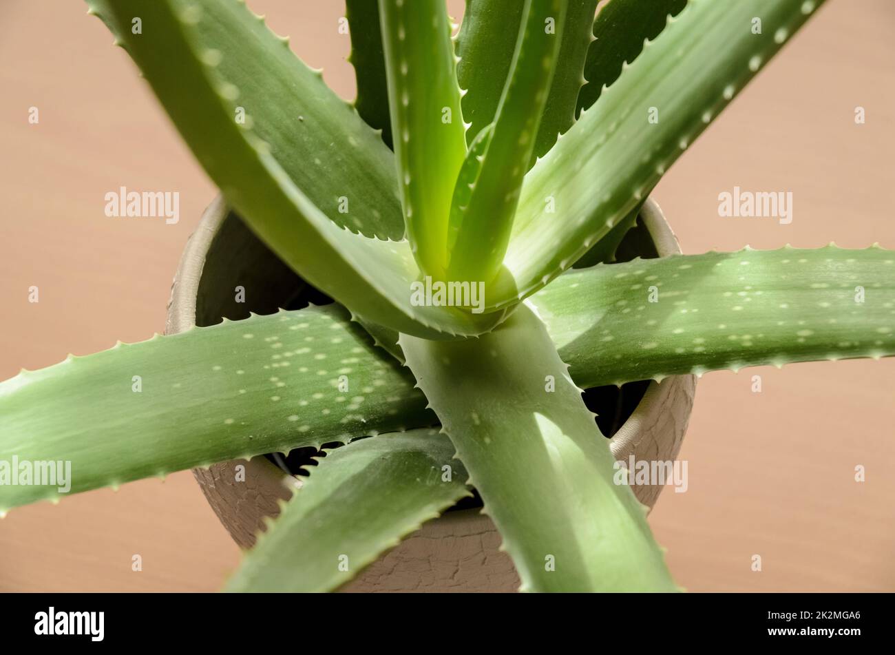 Aloe vera, green tropical potted plant on wooden desk, indoors Stock Photo