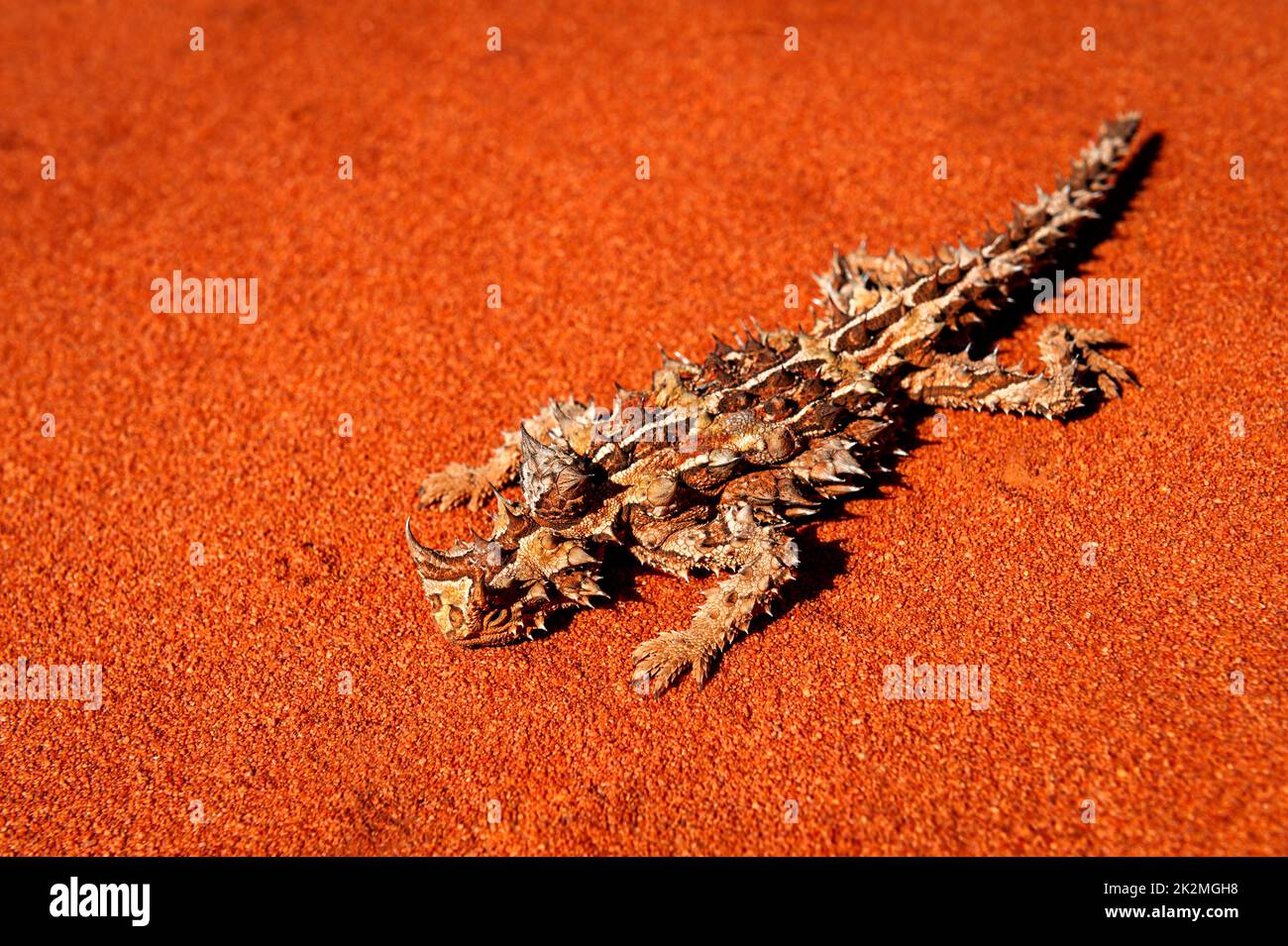Remarkable Thorny Devil in red desert sand. Stock Photo