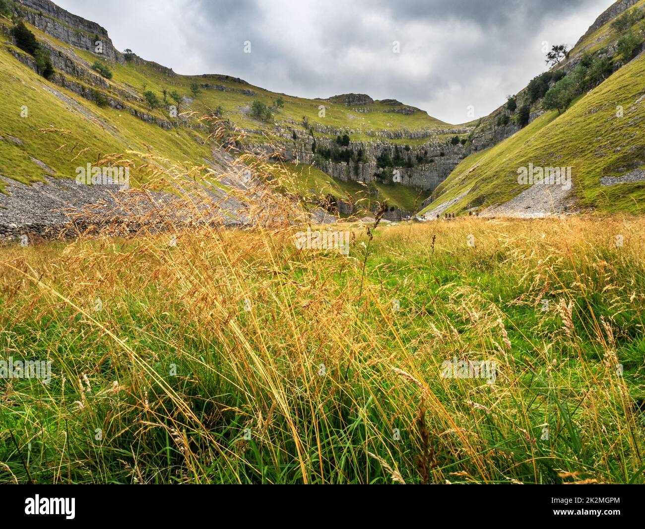 Long grass blowing in the wind in the limestone ravine of Gordale Scar Malhamdale Yorkshire Dales North Yorkshire England Stock Photo