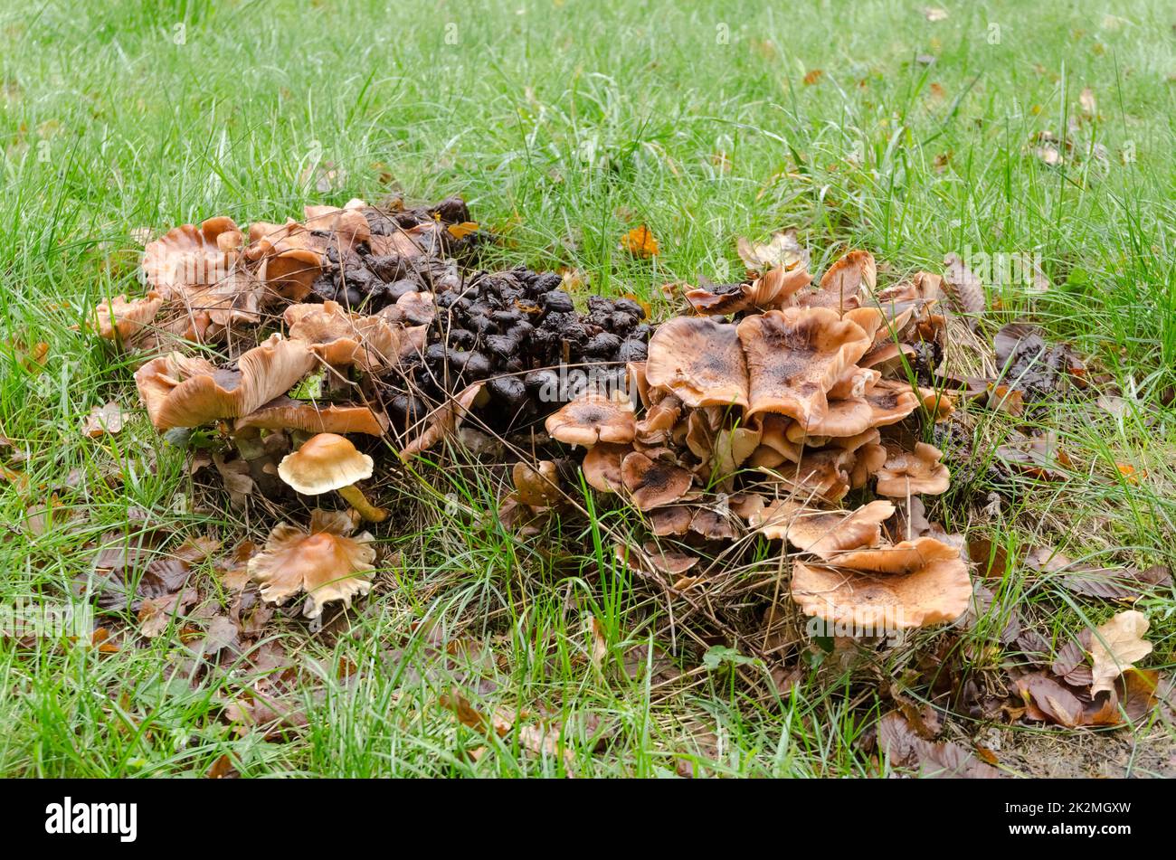 Mushrooms growing in a meadow near a forest in Germany, Europe Stock Photo