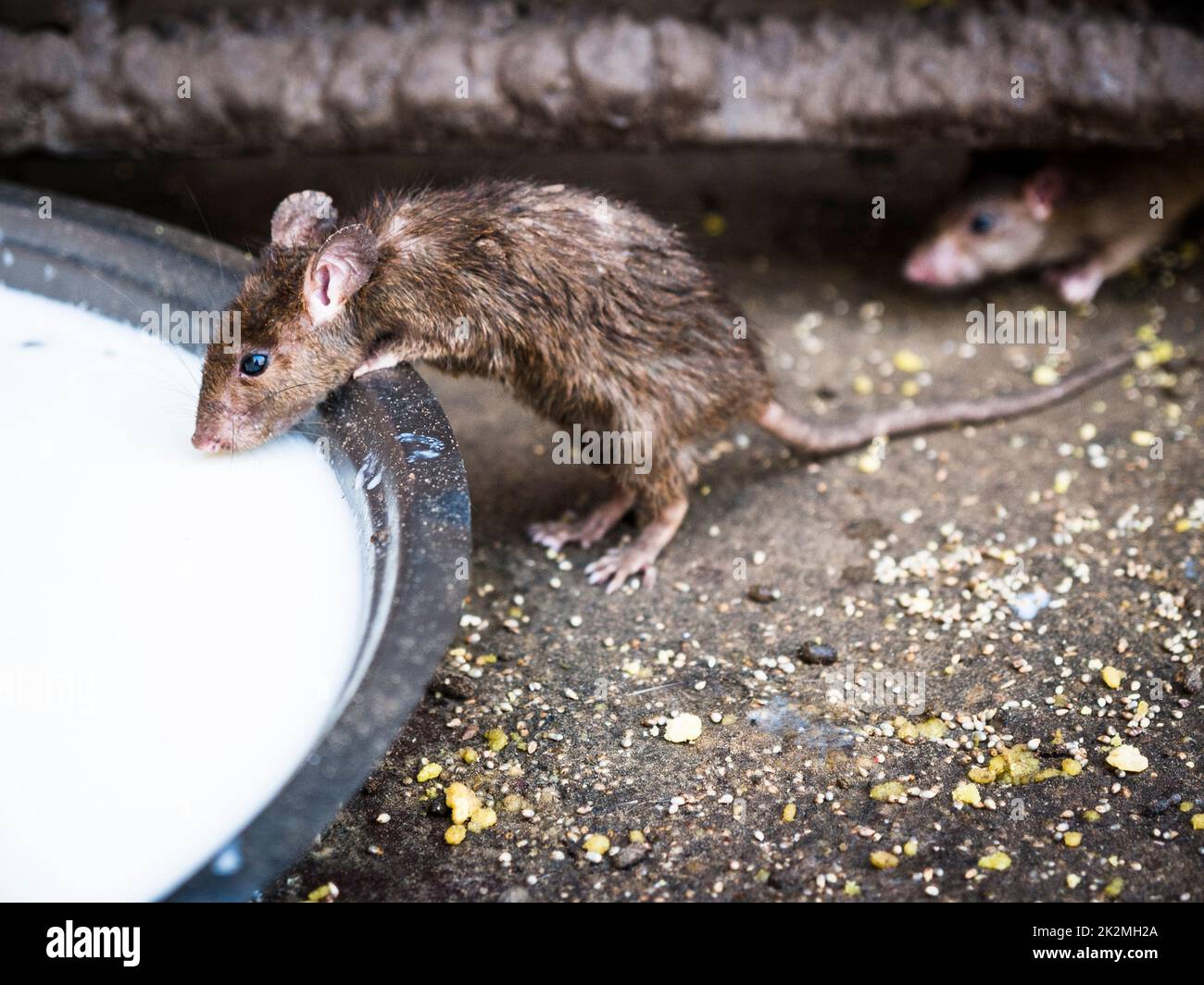 A holy rats known as Kabbas drinking milk from a pot at Karni Mata ...