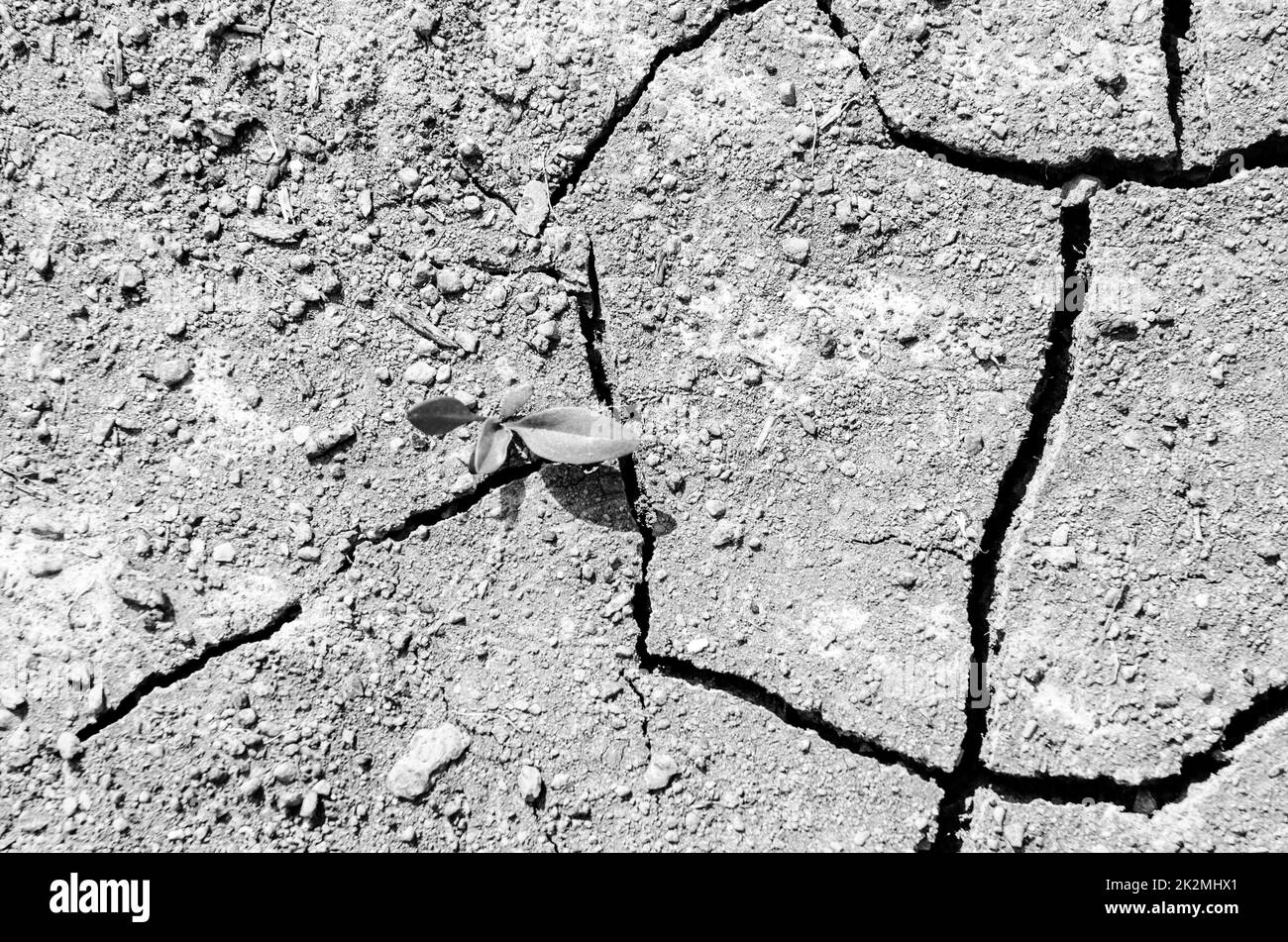 Dry soil, cracked muddy ground, dried mud with cracks, flat lay view from directly above, natural abstract background or wallpaper Stock Photo