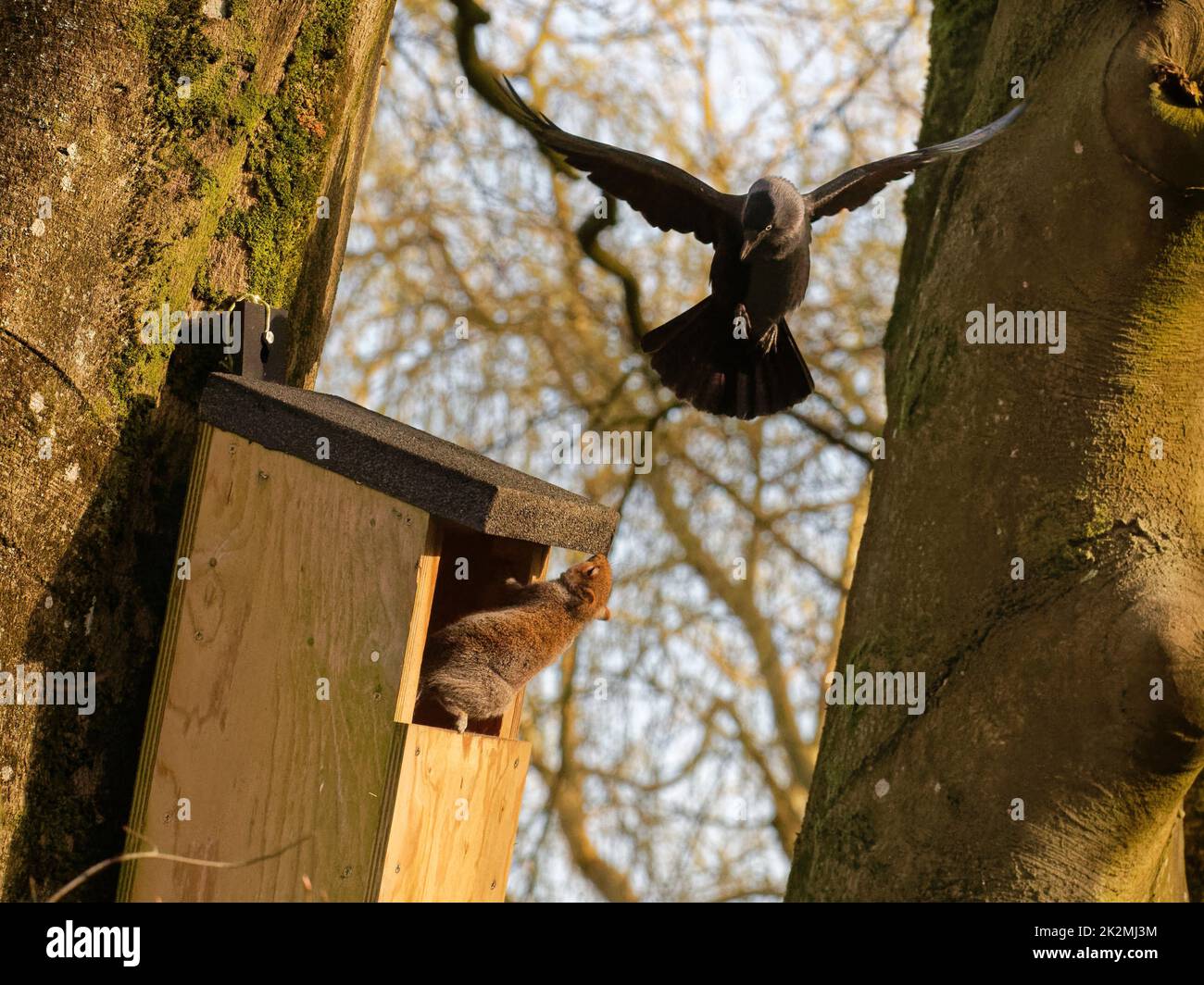 Jackdaw (Corvus monedula) hovering above a nest box it wants to nest in occupied by a Grey squirrel (Sciurus carolinensis), Wiltshire, UK, March. Stock Photo