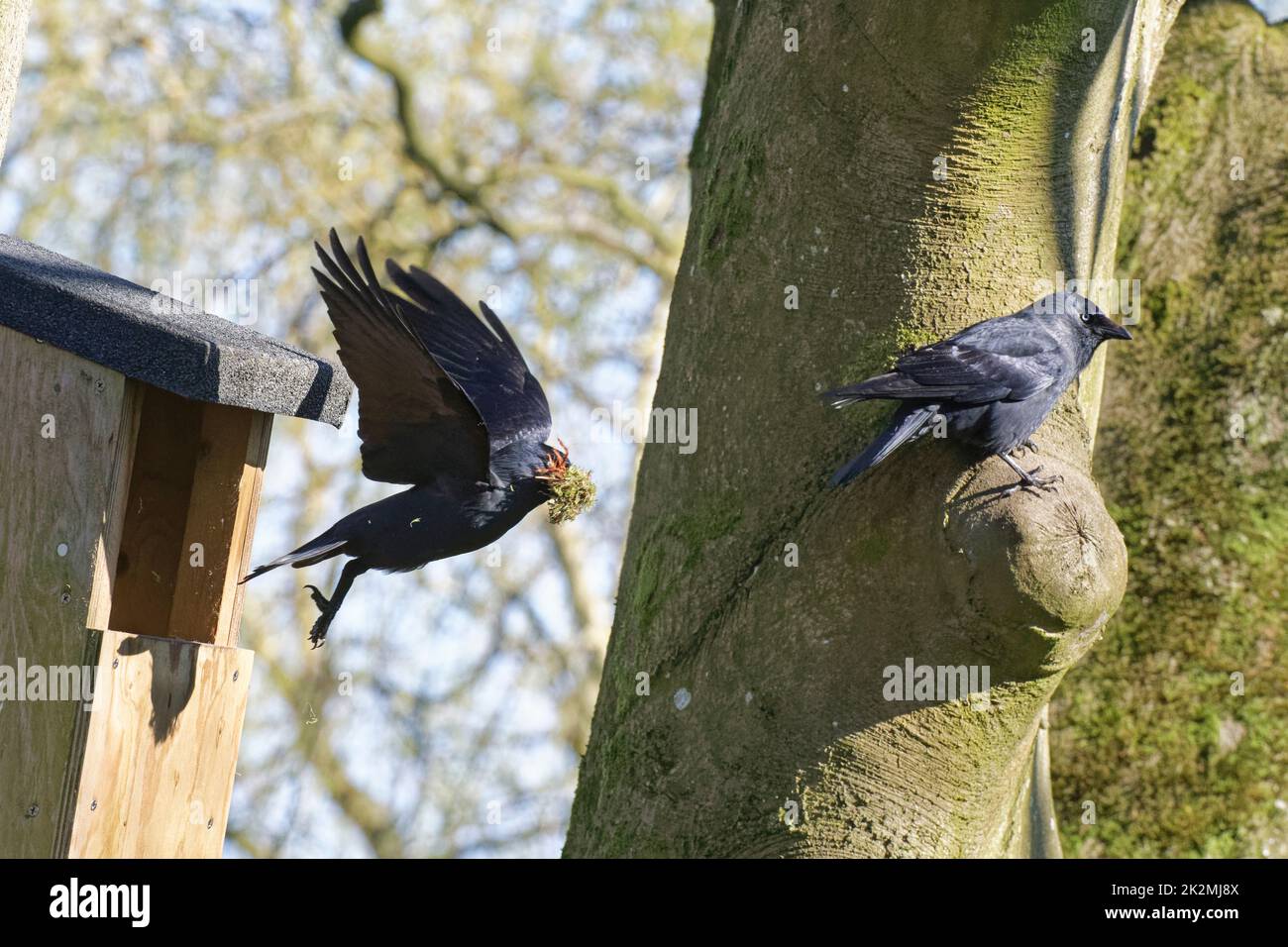 Jackdaw (Corvus monedula) flying from a nest box with a beakful of old moss before rebuilding, with its mate perched nearby, Wiltshire, UK, March. Stock Photo