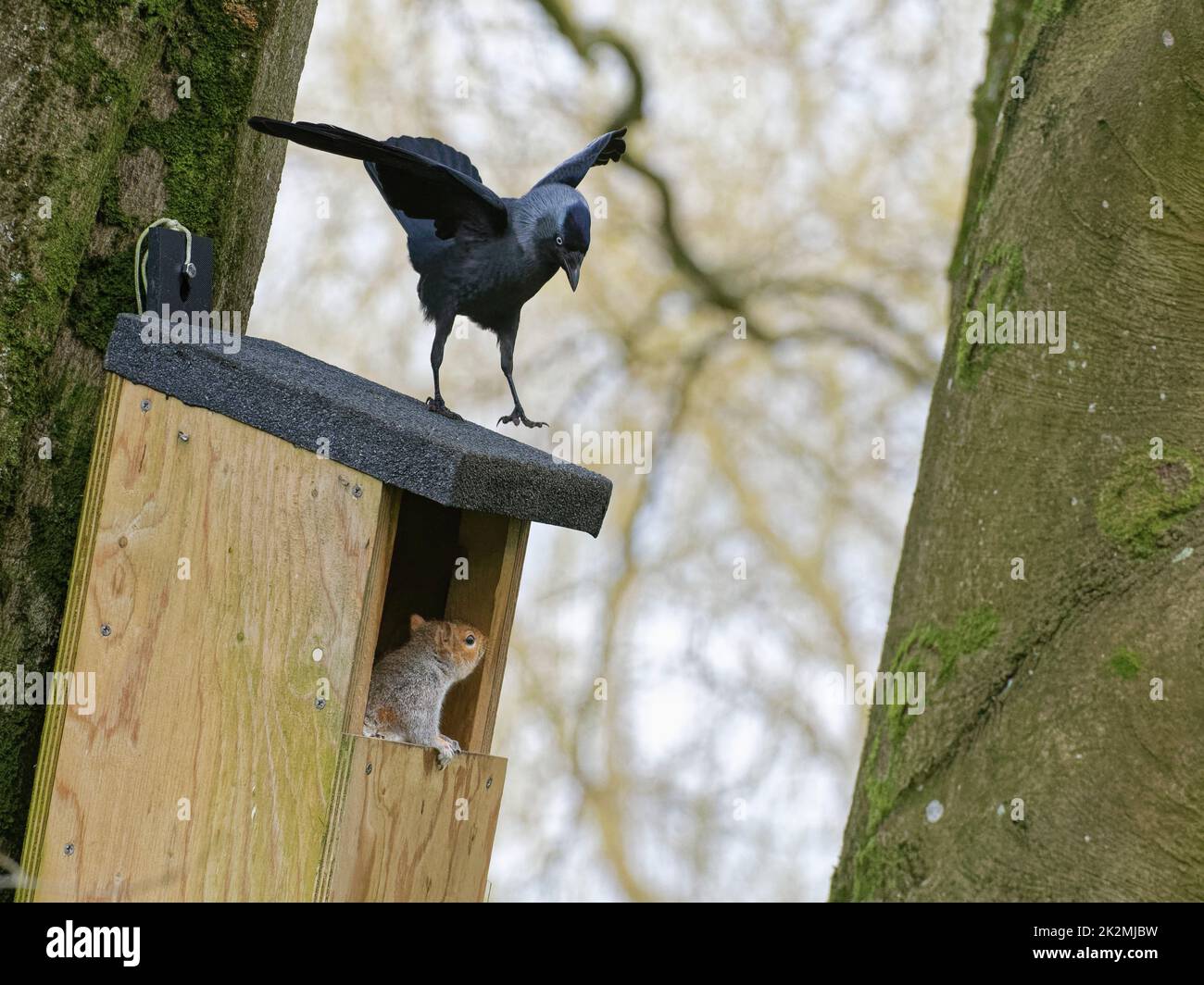 Jackdaw (Corvus monedula) jumping on a nest box it wants to nest in which a Grey squirrel (Sciurus carolinensis) and its mate have occupied, Wiltshire Stock Photo