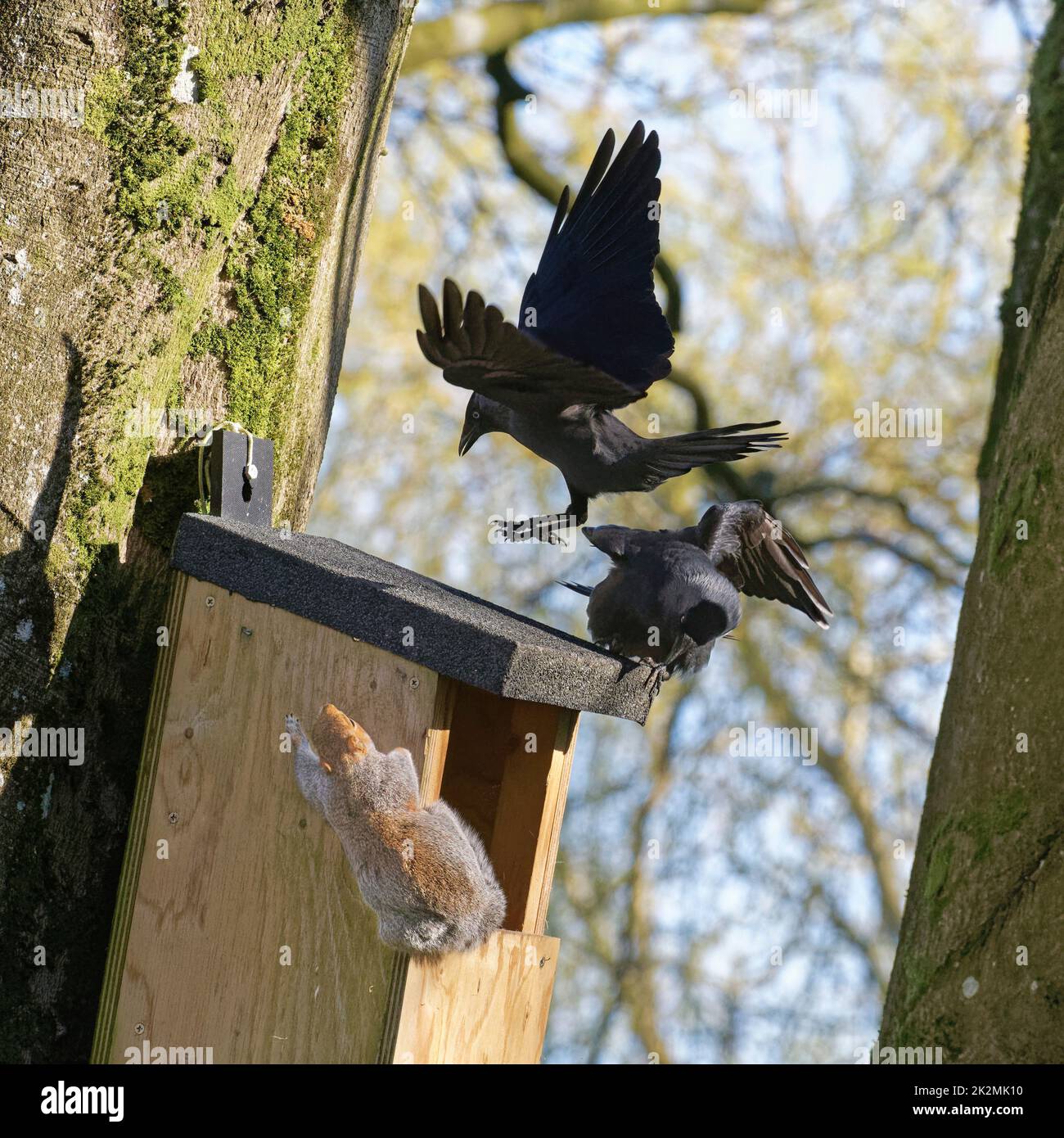 Jackdaw (Corvus monedula) pair dive bombing a Grey squirrel (Sciurus carolinensis) as it emerges from a nest box the birds wants to nest in, Wiltshire Stock Photo