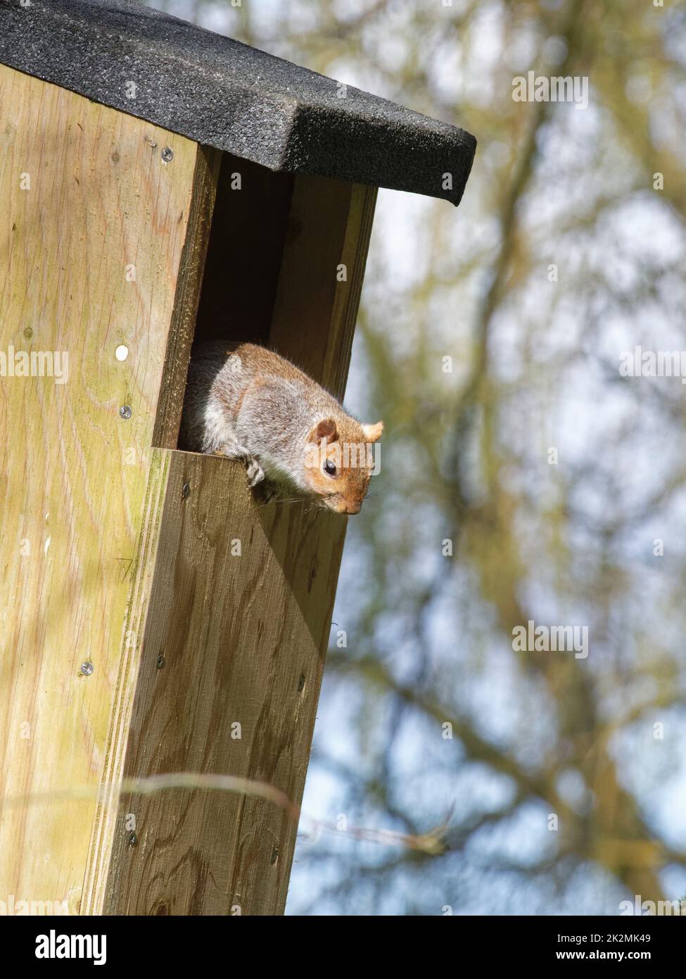 Grey squirrel (Sciurus carolinensis) siting in the entrance to a nest box it is nesting in with a mate, Wiltshire, UK, March. Stock Photo