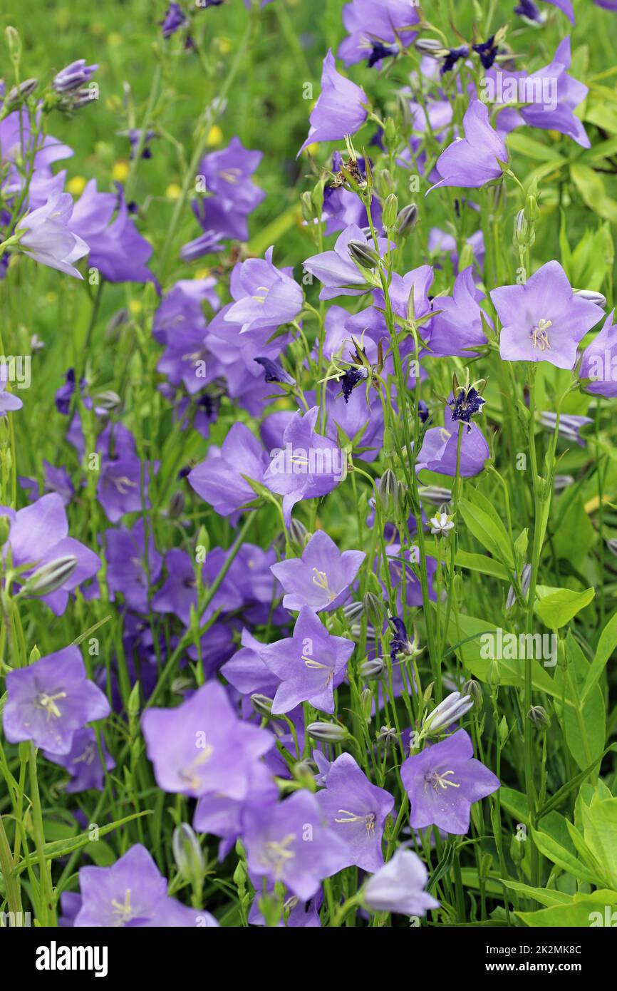 Canterbury bell blue flowers Stock Photo