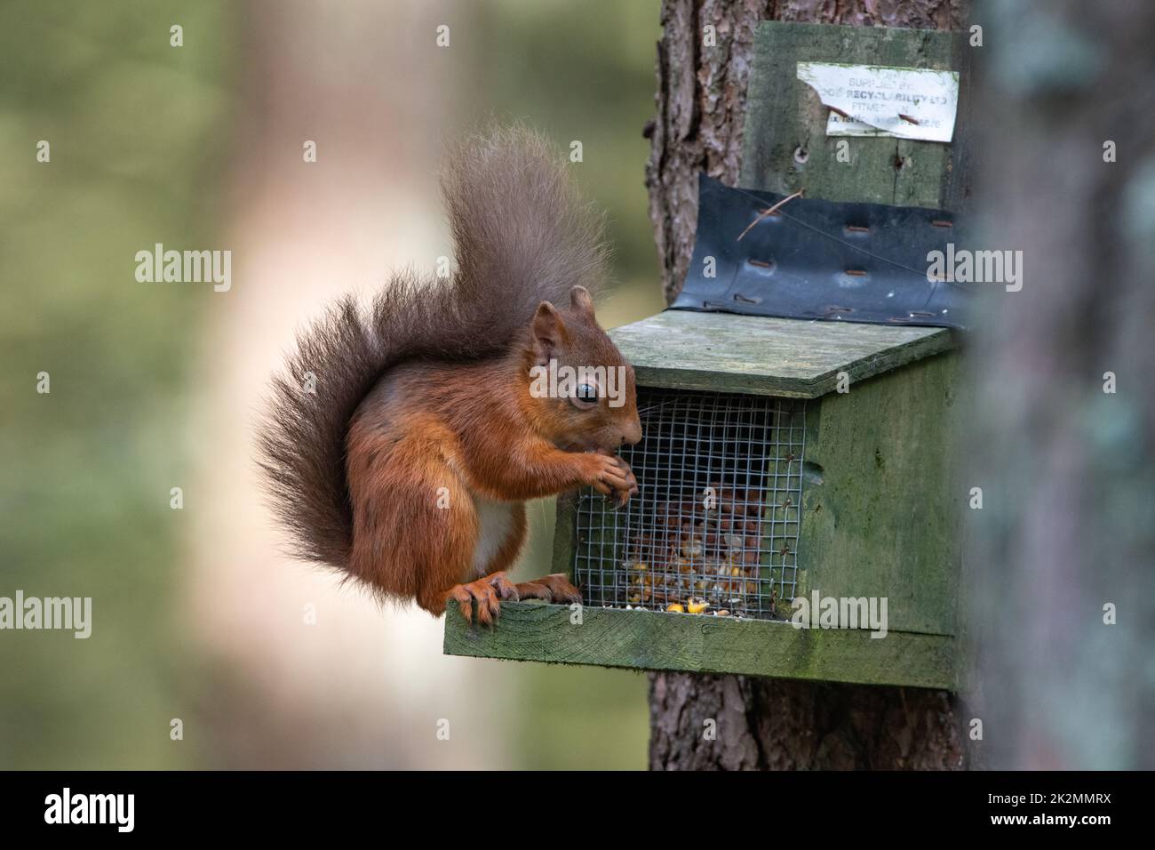 Red Squirrel (Sciurus vulgaris), on a feeder box, Hazlehead Woods, Aberdeen, Scotland, UK Stock Photo