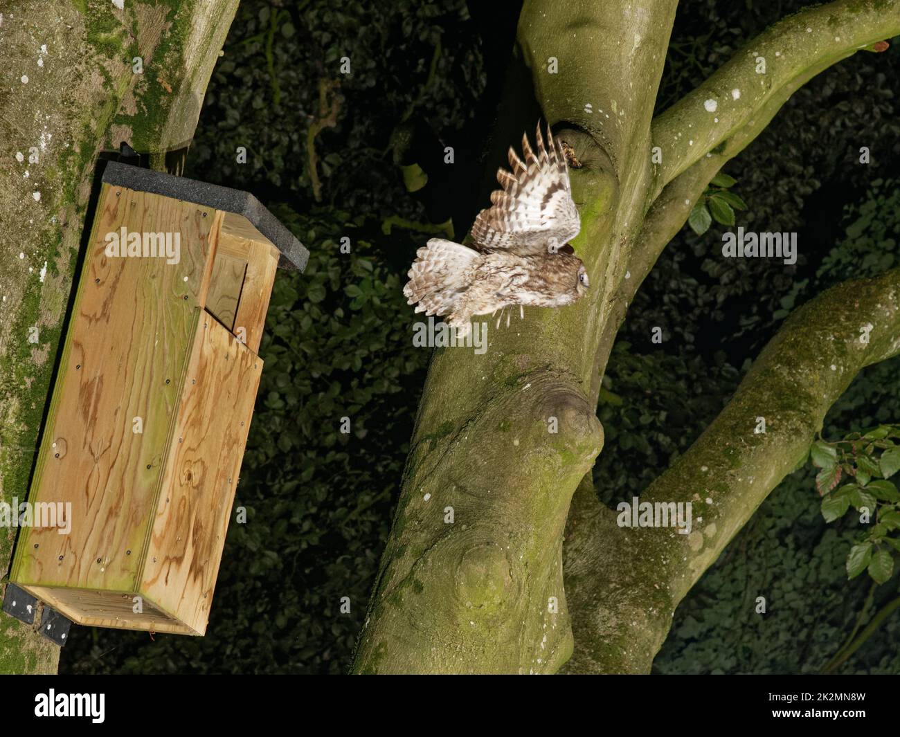 Tawny owl (Strix aluco) flying from a nest box at night after feeding its chick, Wiltshire garden, UK, May. Stock Photo
