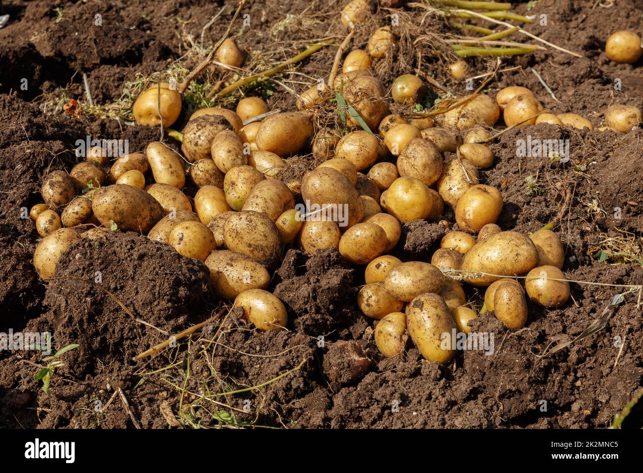 Pile of newly harvested potatoes on field. Harvesting potato roots from ...