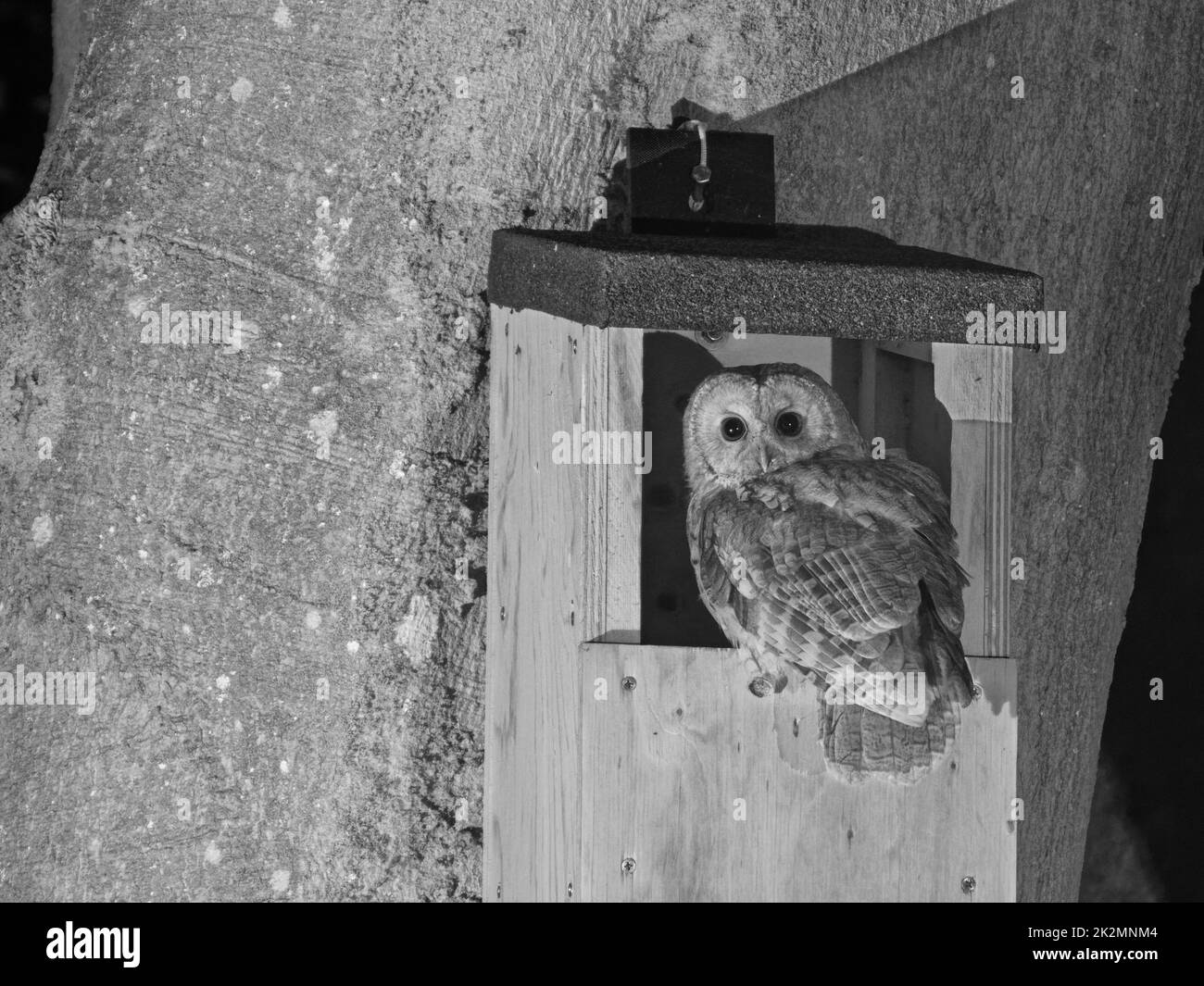 Tawny owl (Strix aluco) perched at the entrance to a nest box designed for this species, hanging on a tree trunk in a garden, Wiltshire, UK, April. Stock Photo