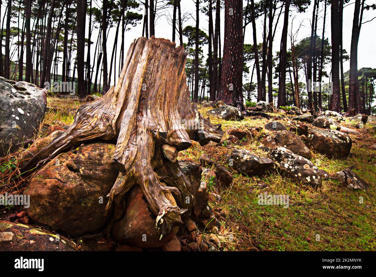 Providing the wood for your fireplaces this winter. Shot of a cut down tree in the forest. Stock Photo