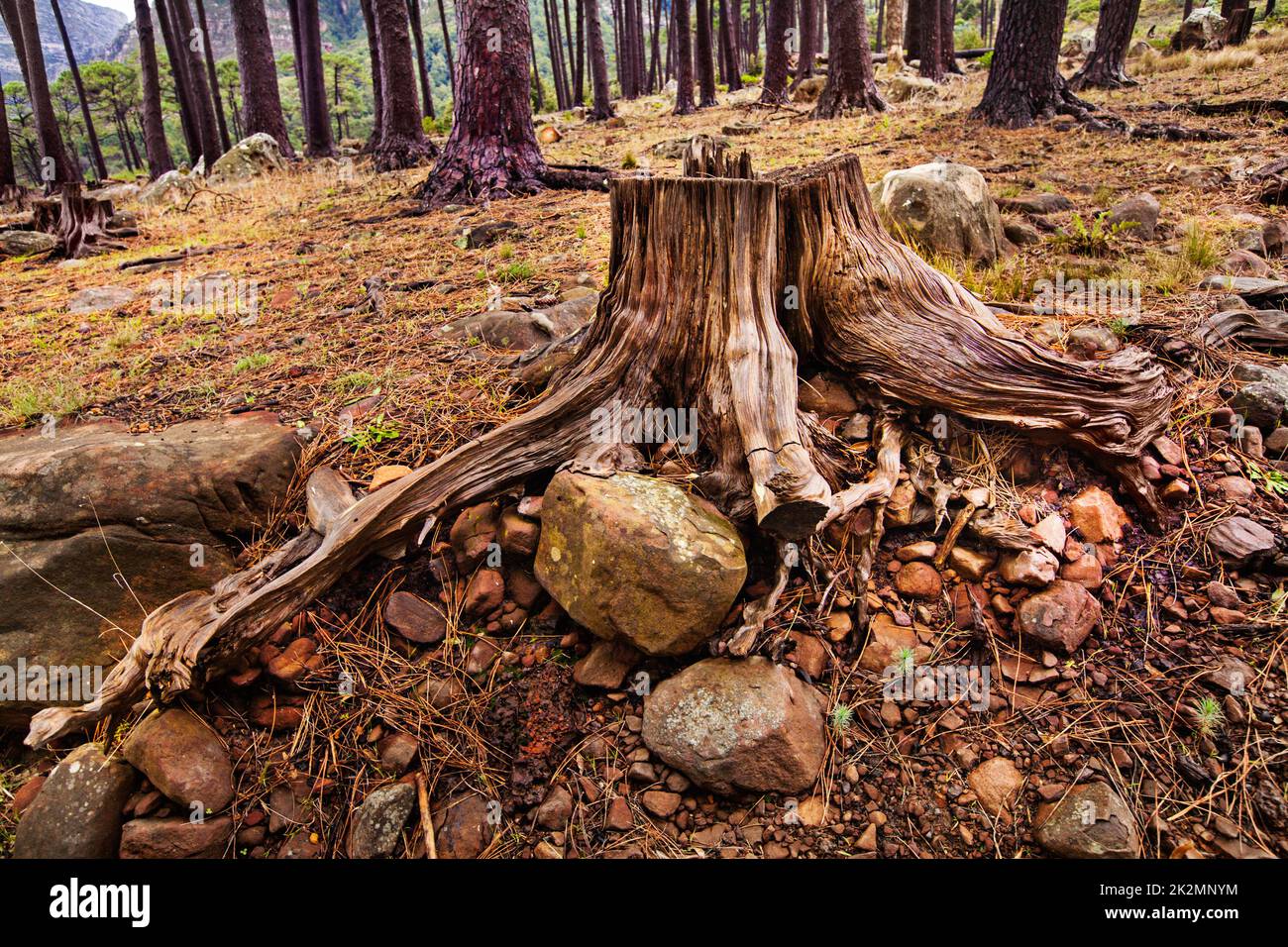 Focus on deforestation. Shot of a cut down tree in the forest. Stock Photo