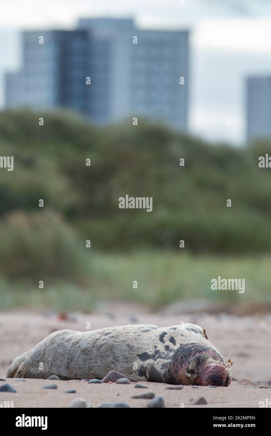 Dead common seal pup, Donmouth Beach, Aberdeen, Scotland, UK Stock
