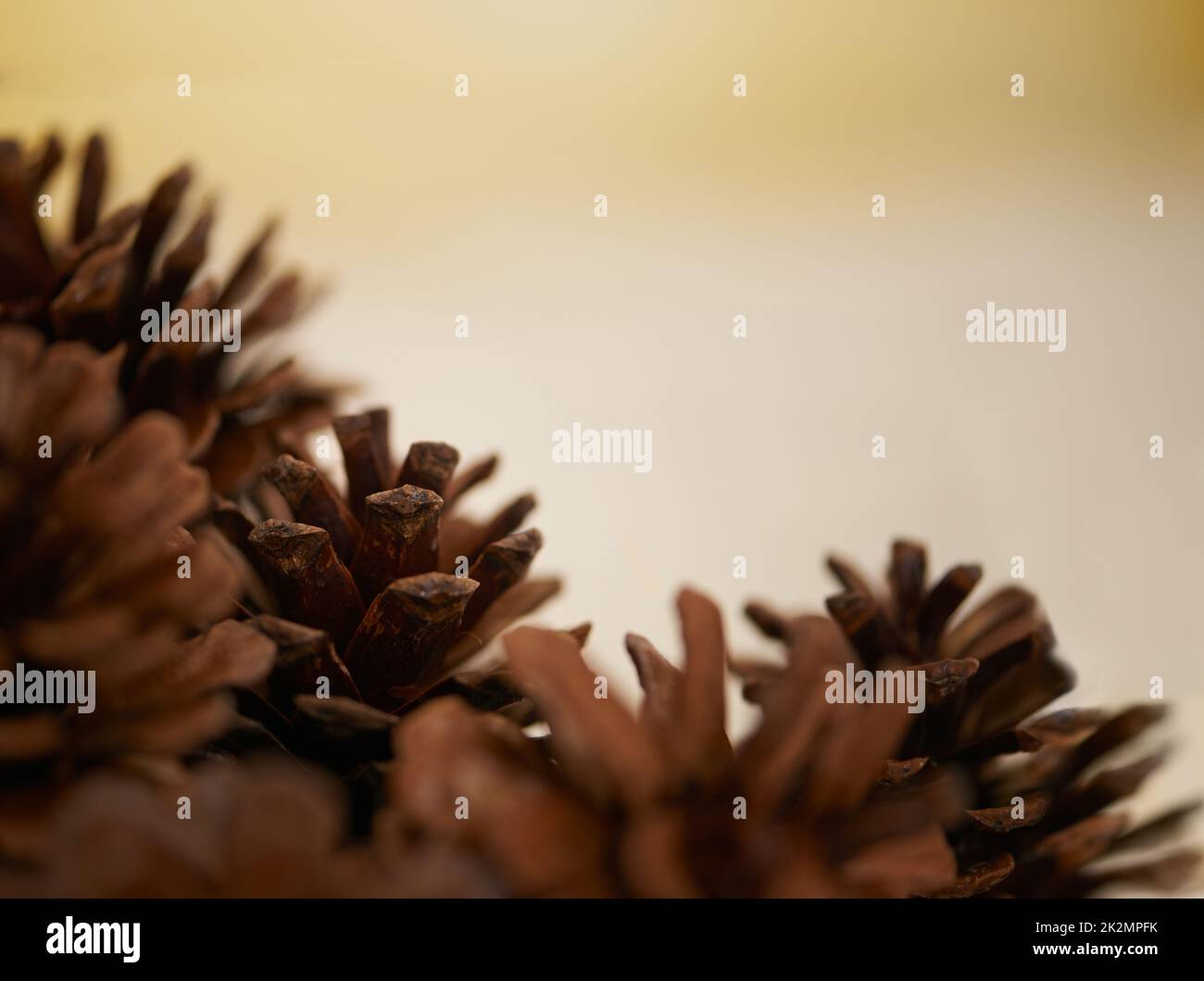 Symbols of the season. Closeup of some pine cones. Stock Photo