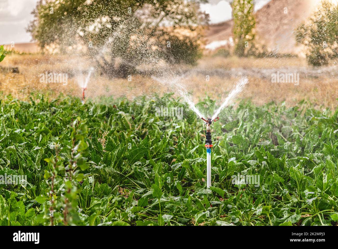 Automatic Sprinkler irrigation system watering in the vegetable farm Stock Photo